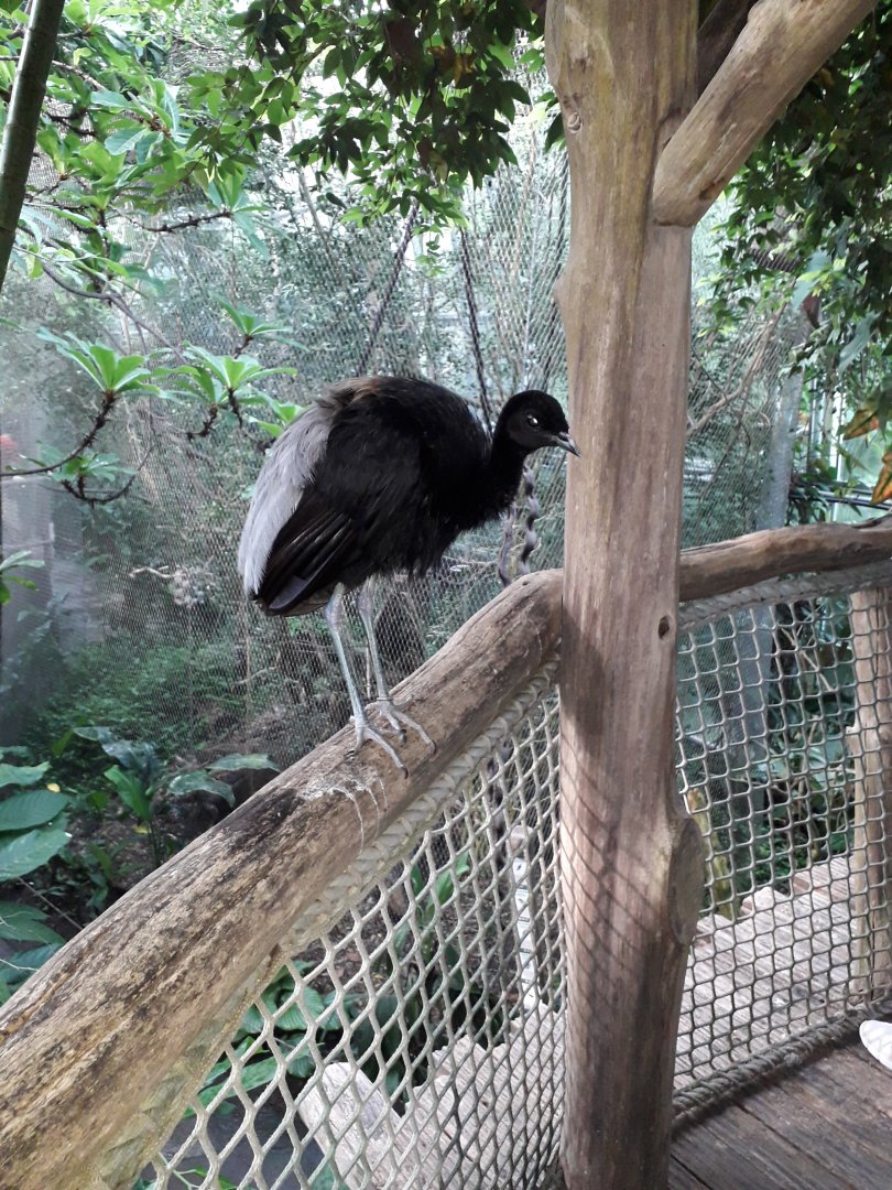 Grey-winged trumpeter