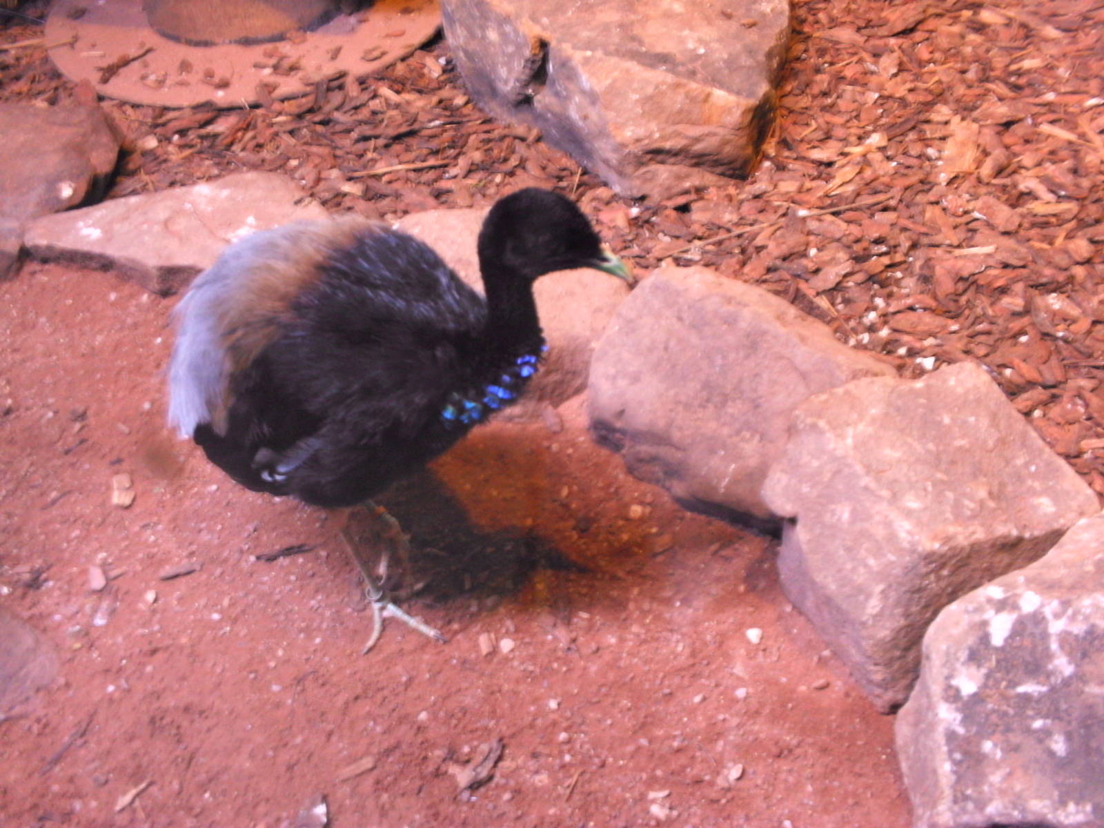 Grey winged Trumpeter