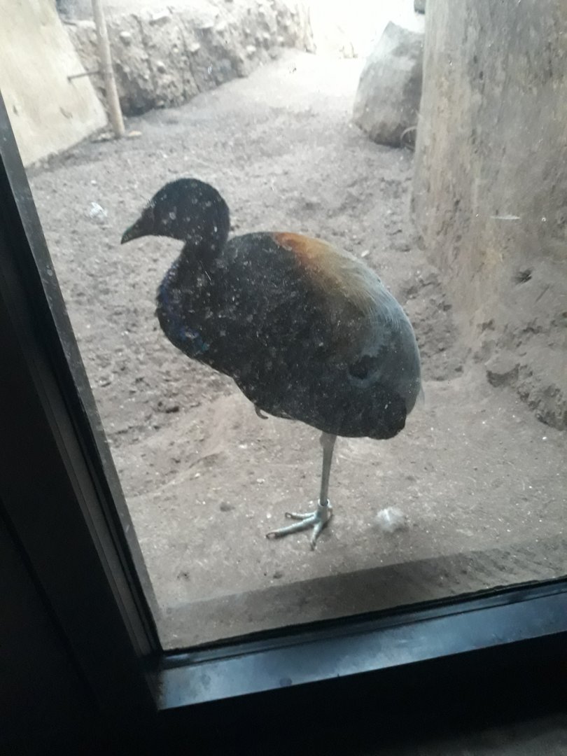 Grey-winged trumpeter