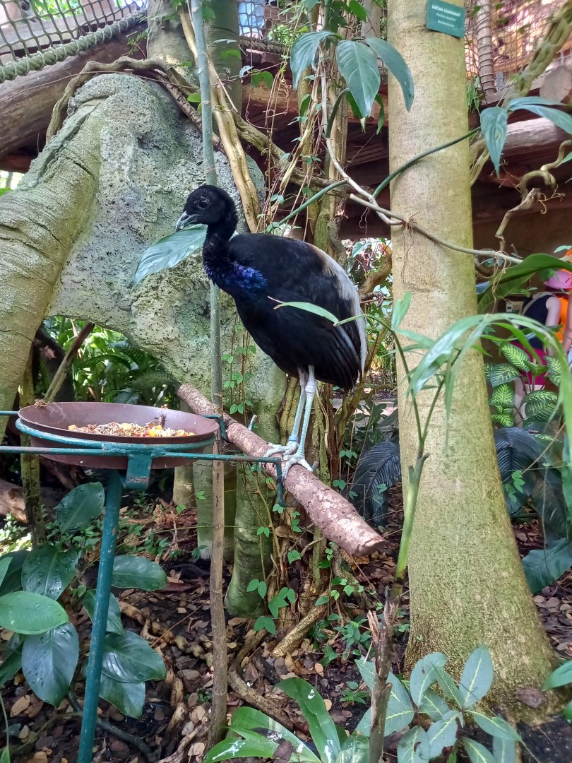 Grey-winged trumpeter