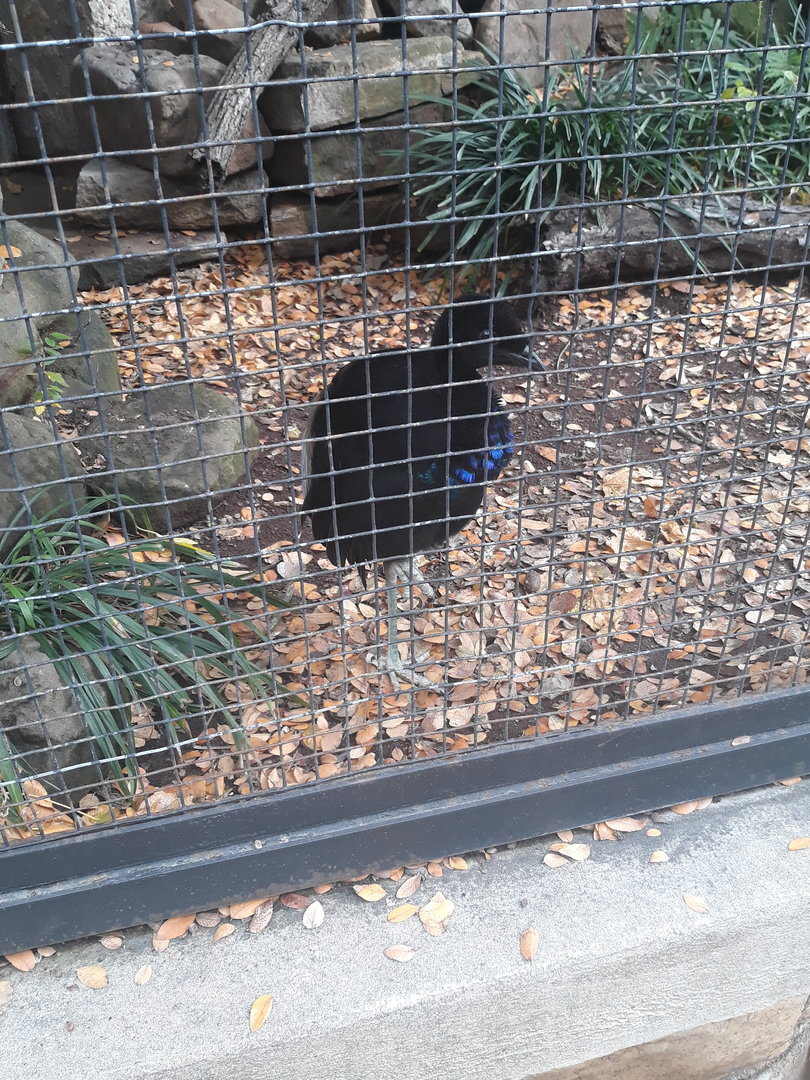 Grey-winged trumpeter