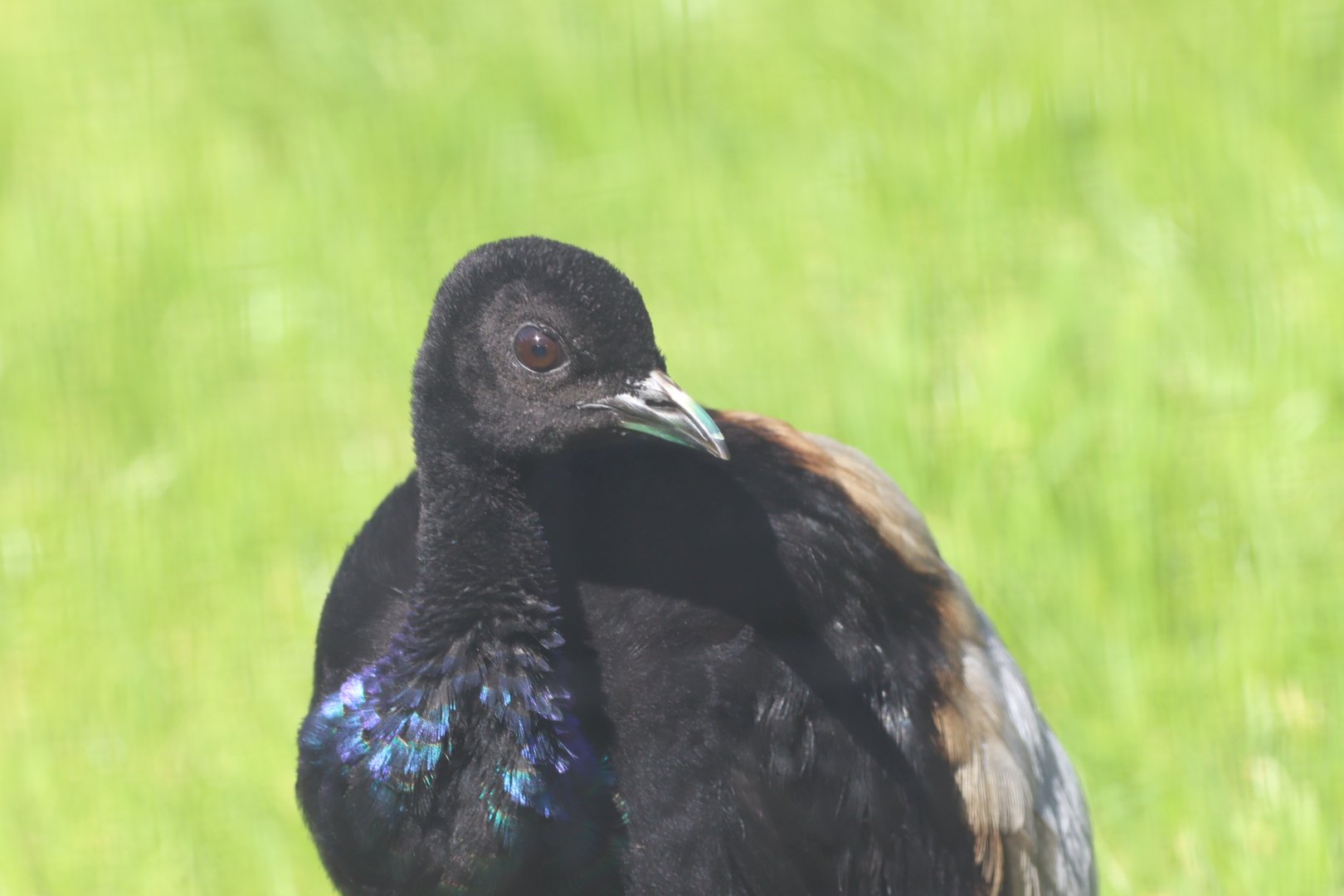 Grey-winged Trumpeter