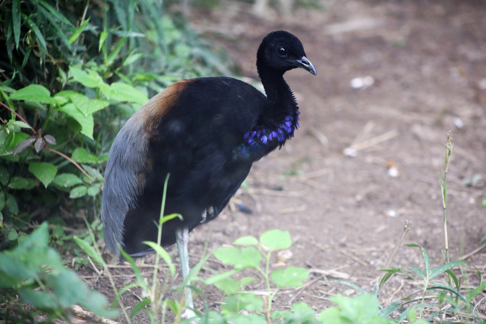 Grey-winged Trumpeter