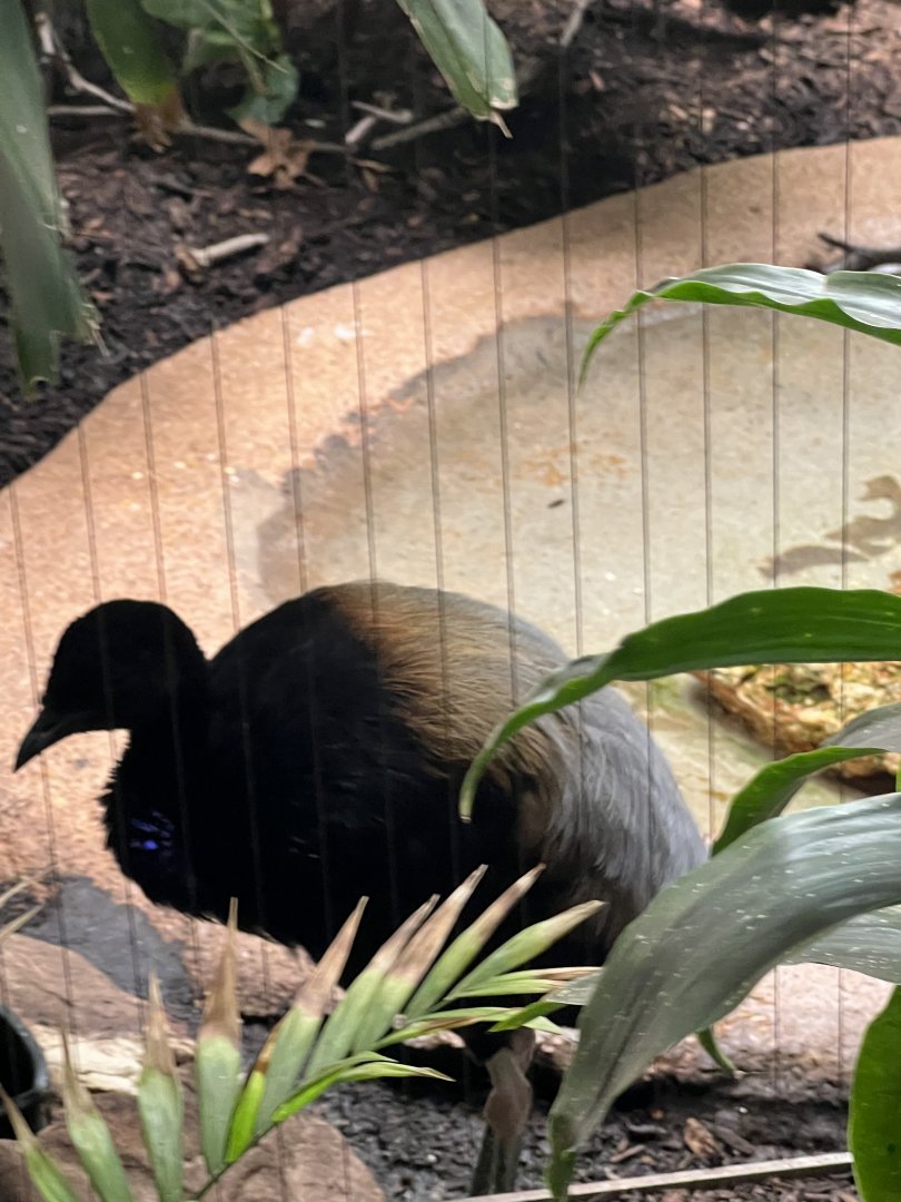 Grey-Winged Trumpeter