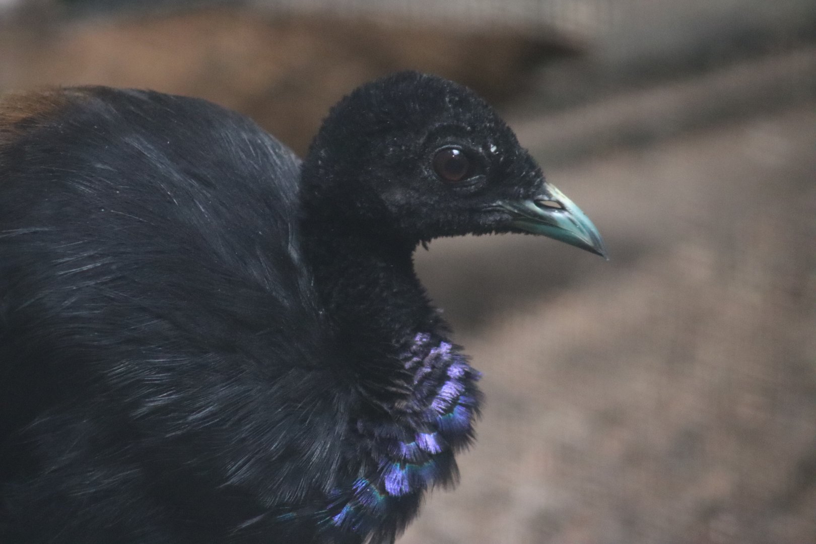 Grey-winged Trumpeter