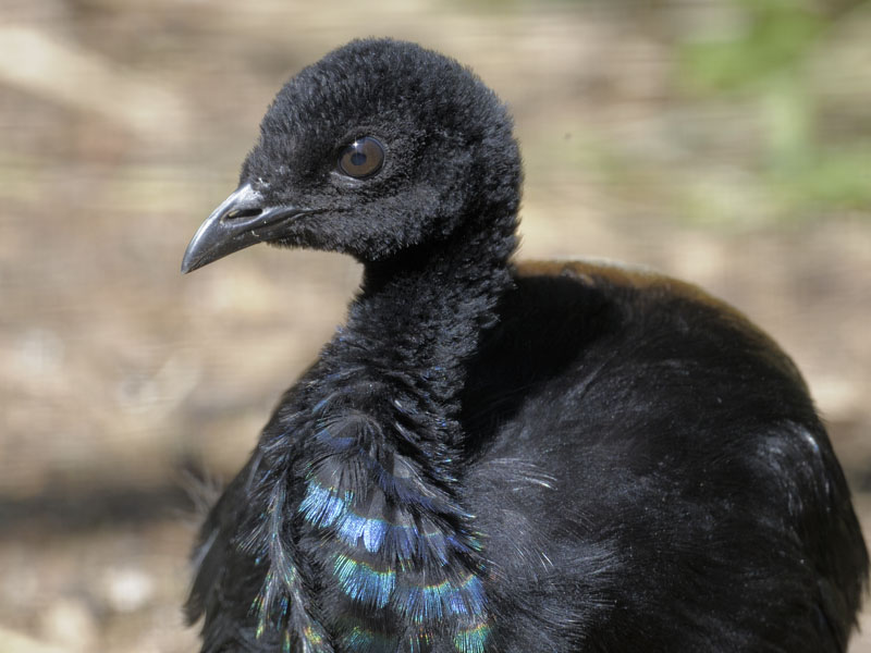 Grey-winged trumpeter