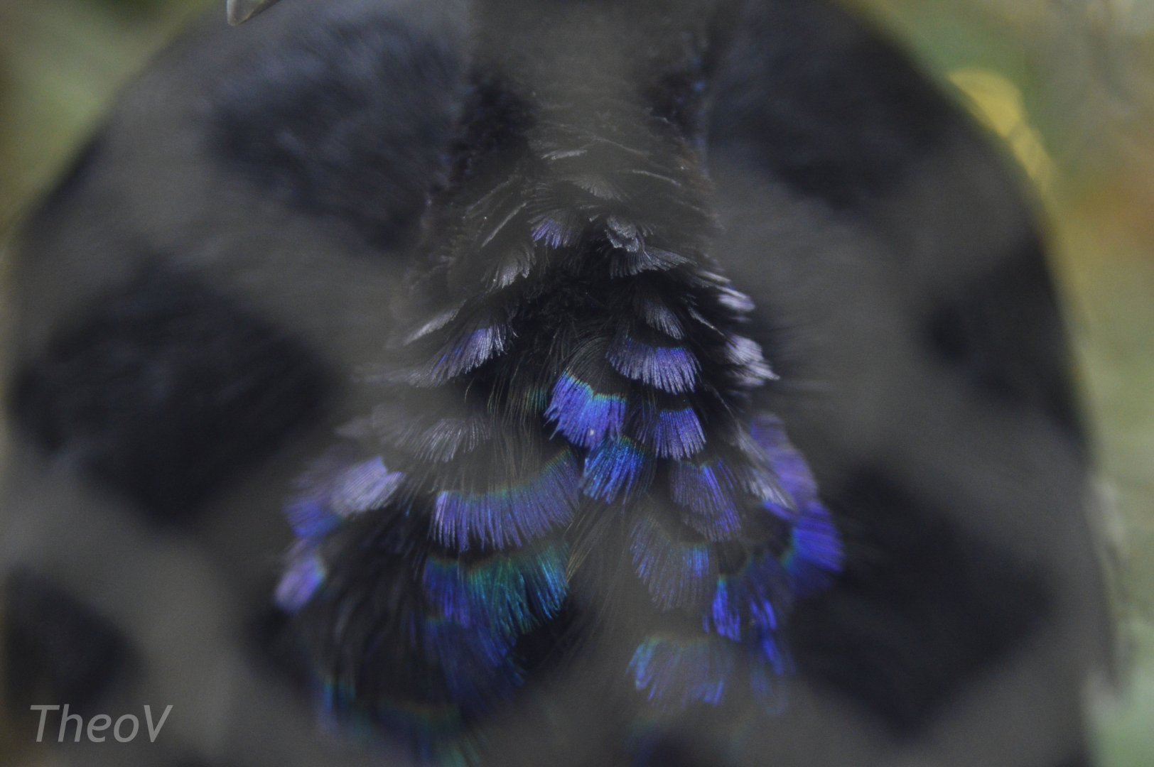 Grey-winged trumpeter's feathers [2018]