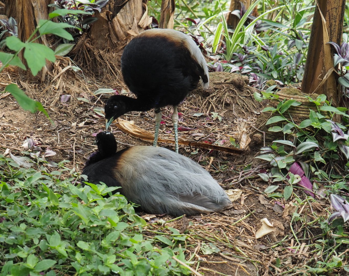 Grey-winged trumpeters (Psophia crepitans), 2021-06-15