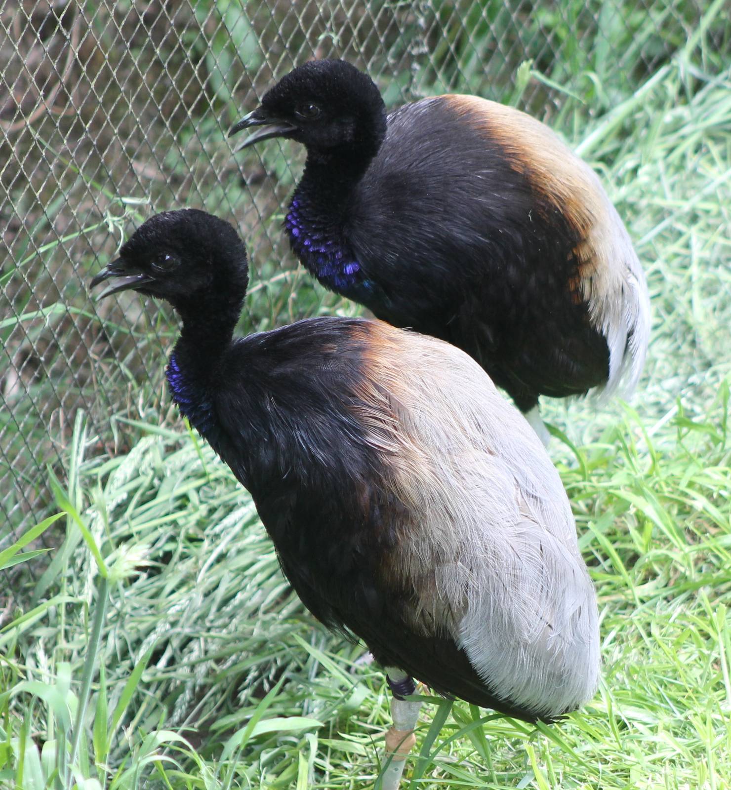 Grey-winged trumpeters