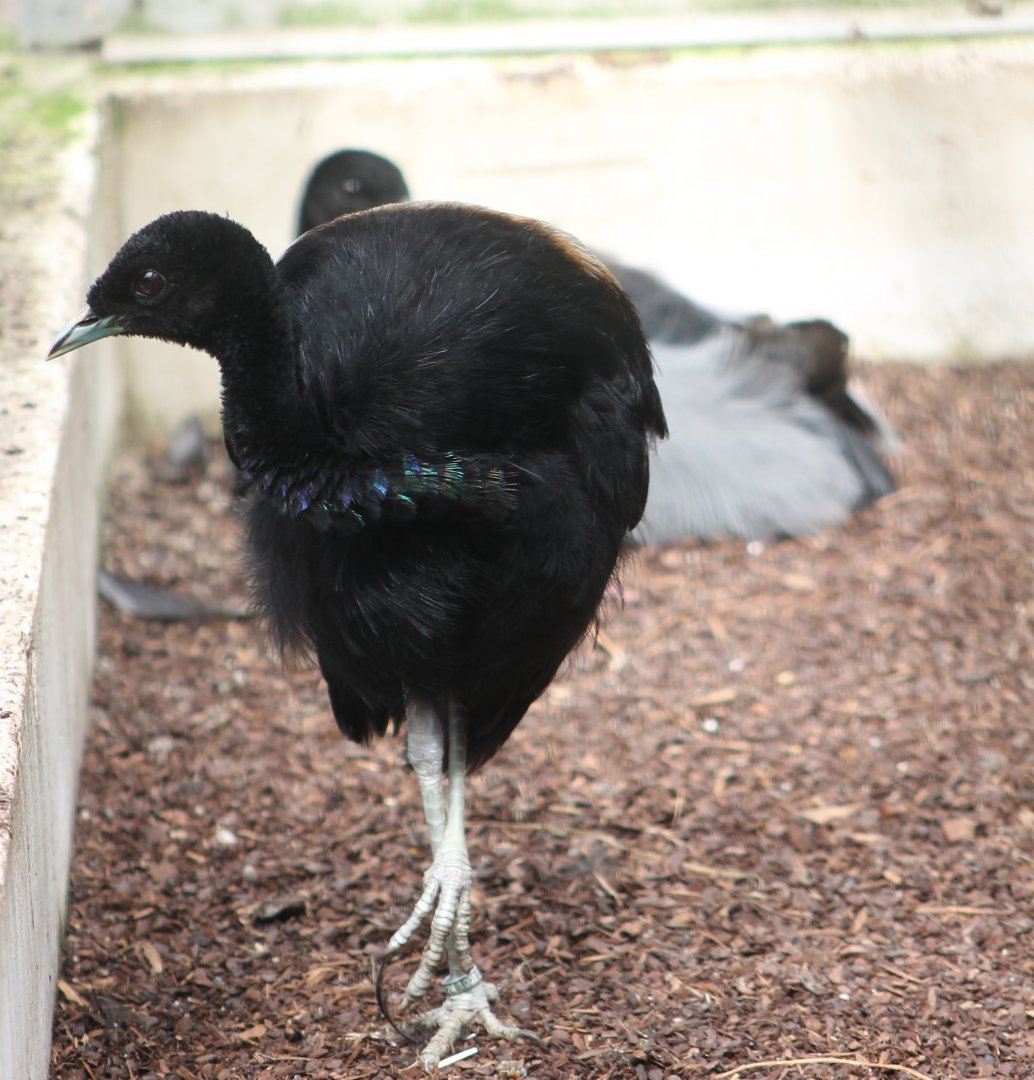 Grey-winged trumpeters