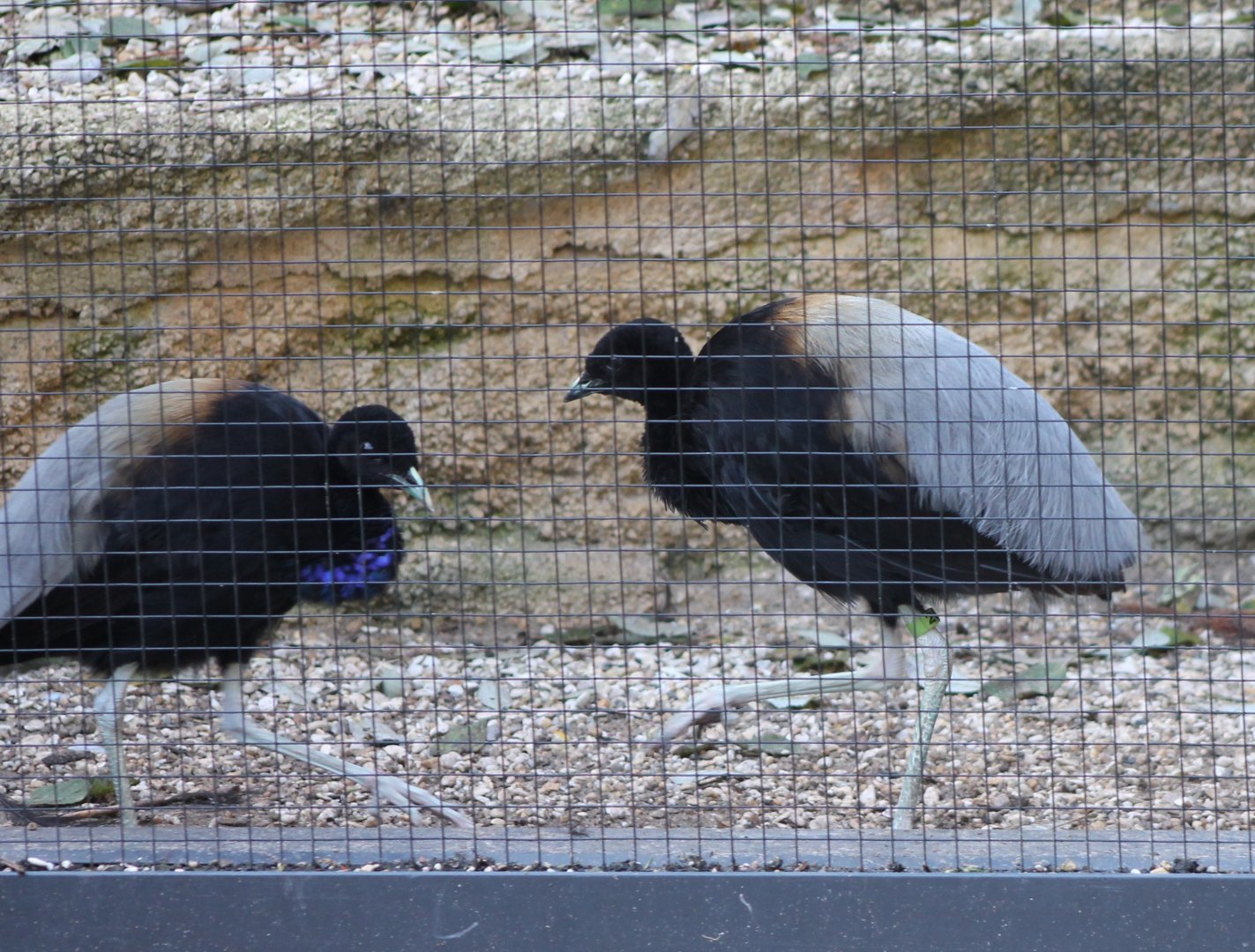 Grey-winged trumpeters