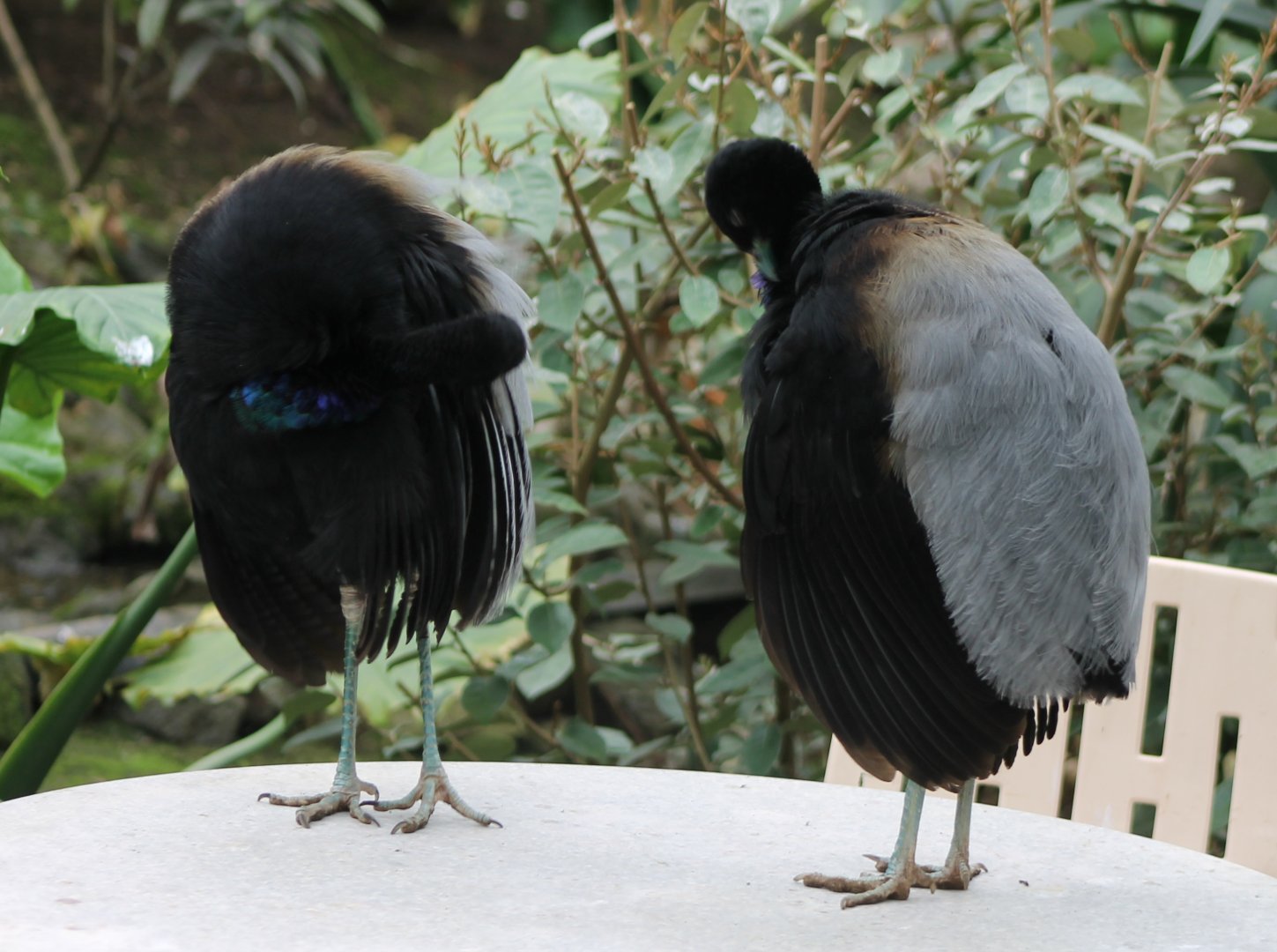 Grey-winged trumpeters
