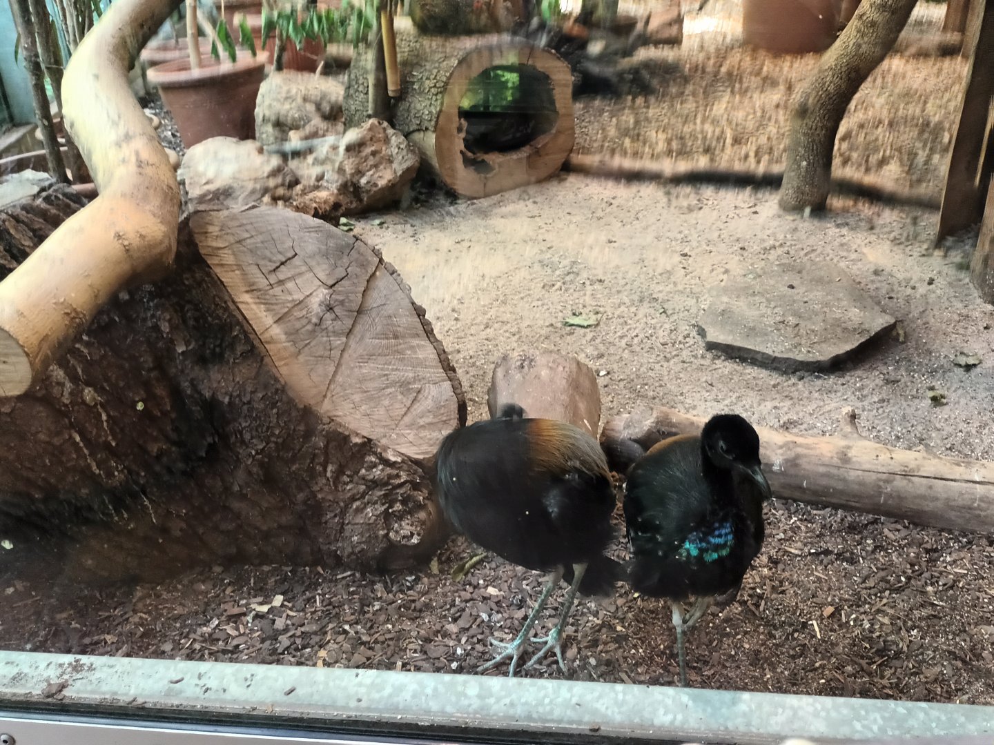 Grey winged Trumpeters