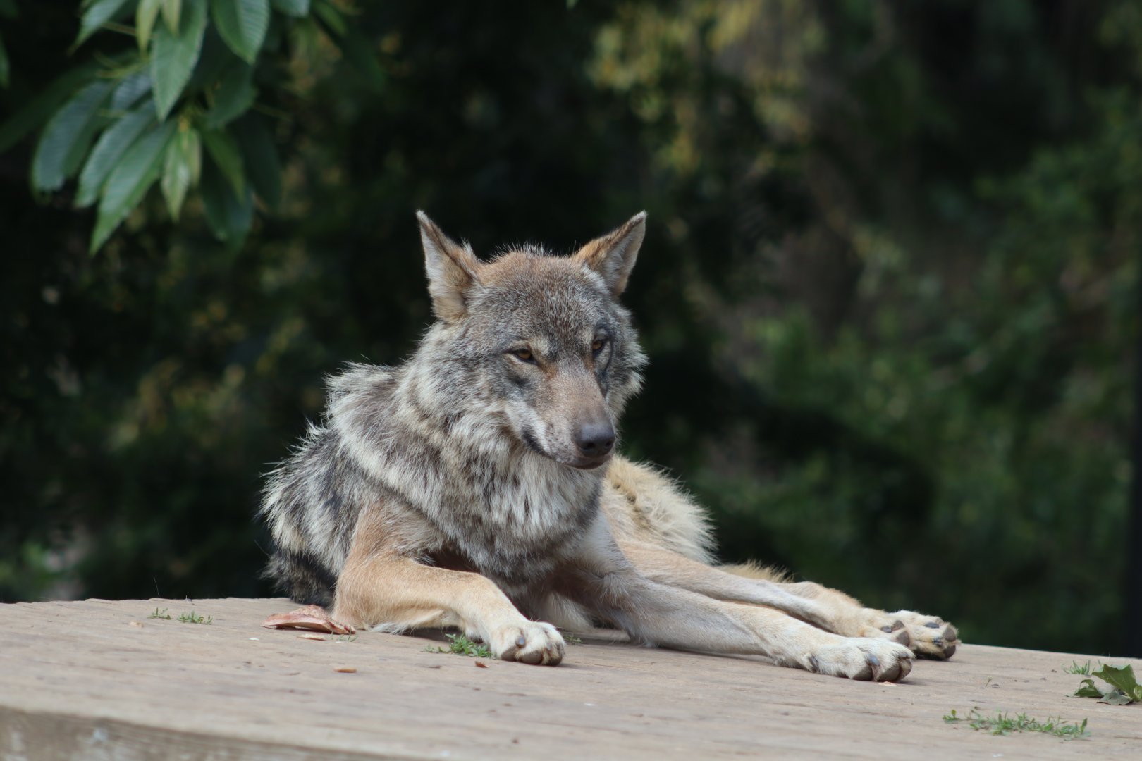 Grey wolf - 1 July 2021