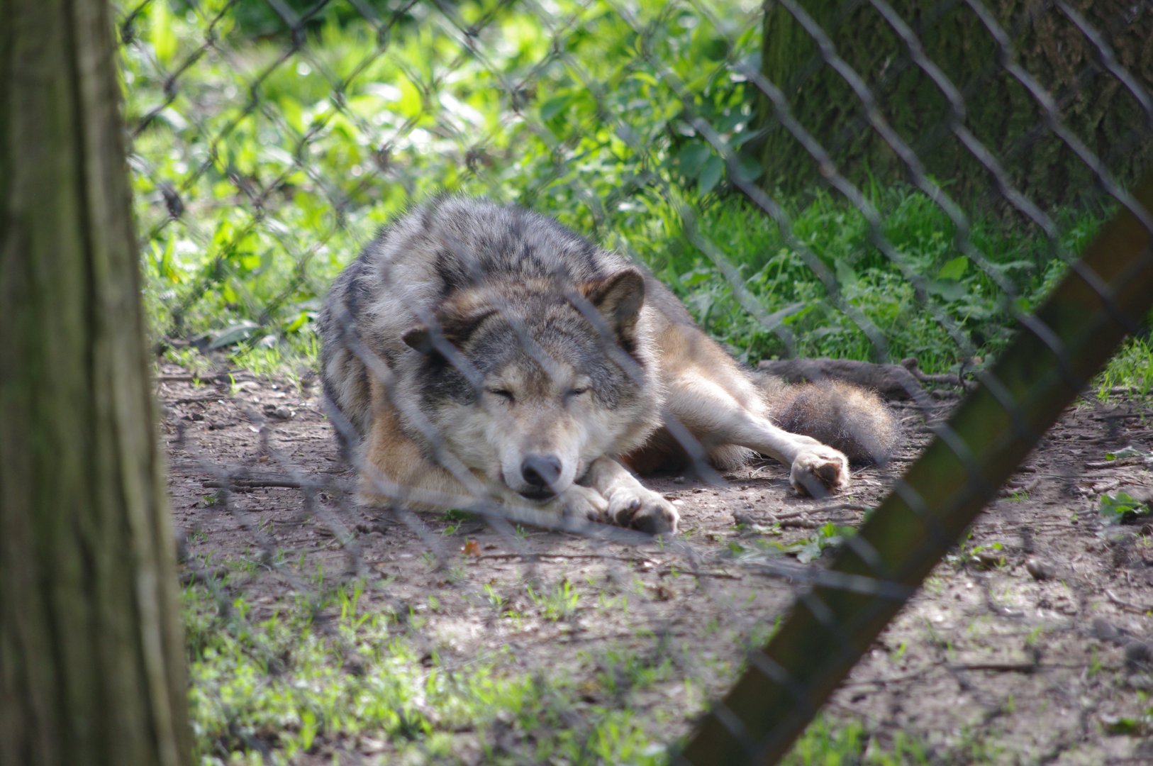 Grey Wolf- 12/4/2024