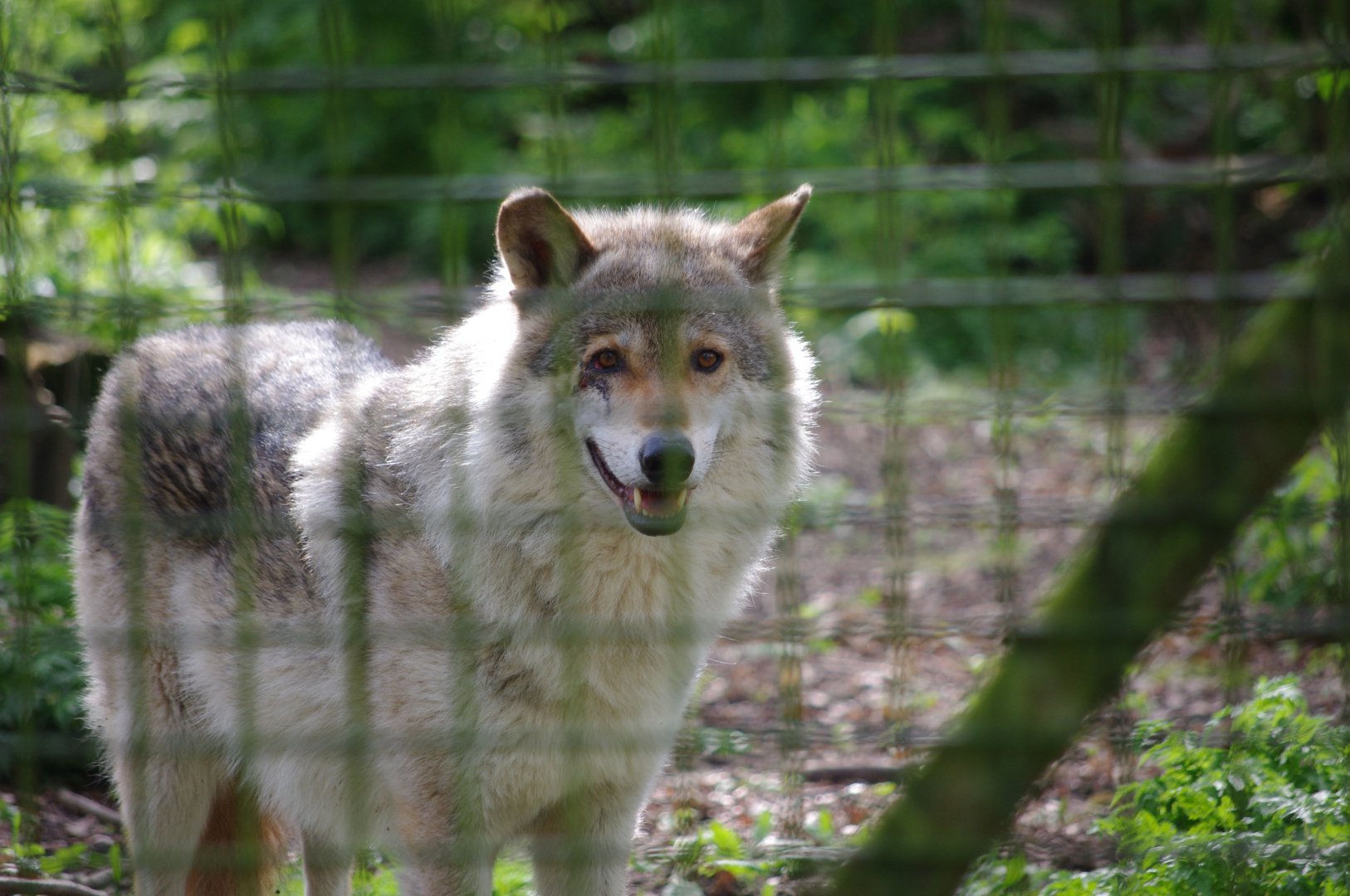 Grey Wolf- 12/4/2024