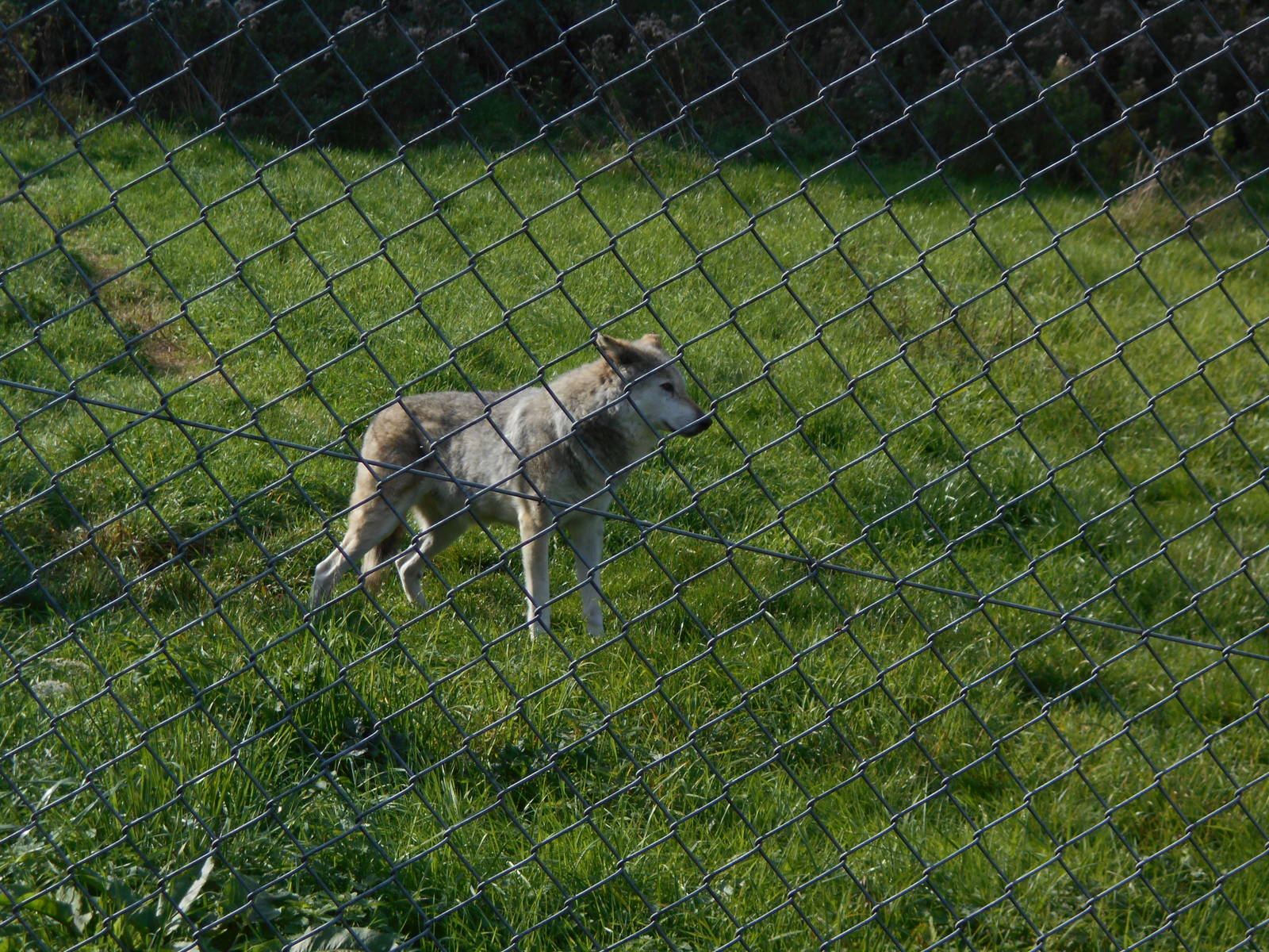 Grey wolf 19/09/2015