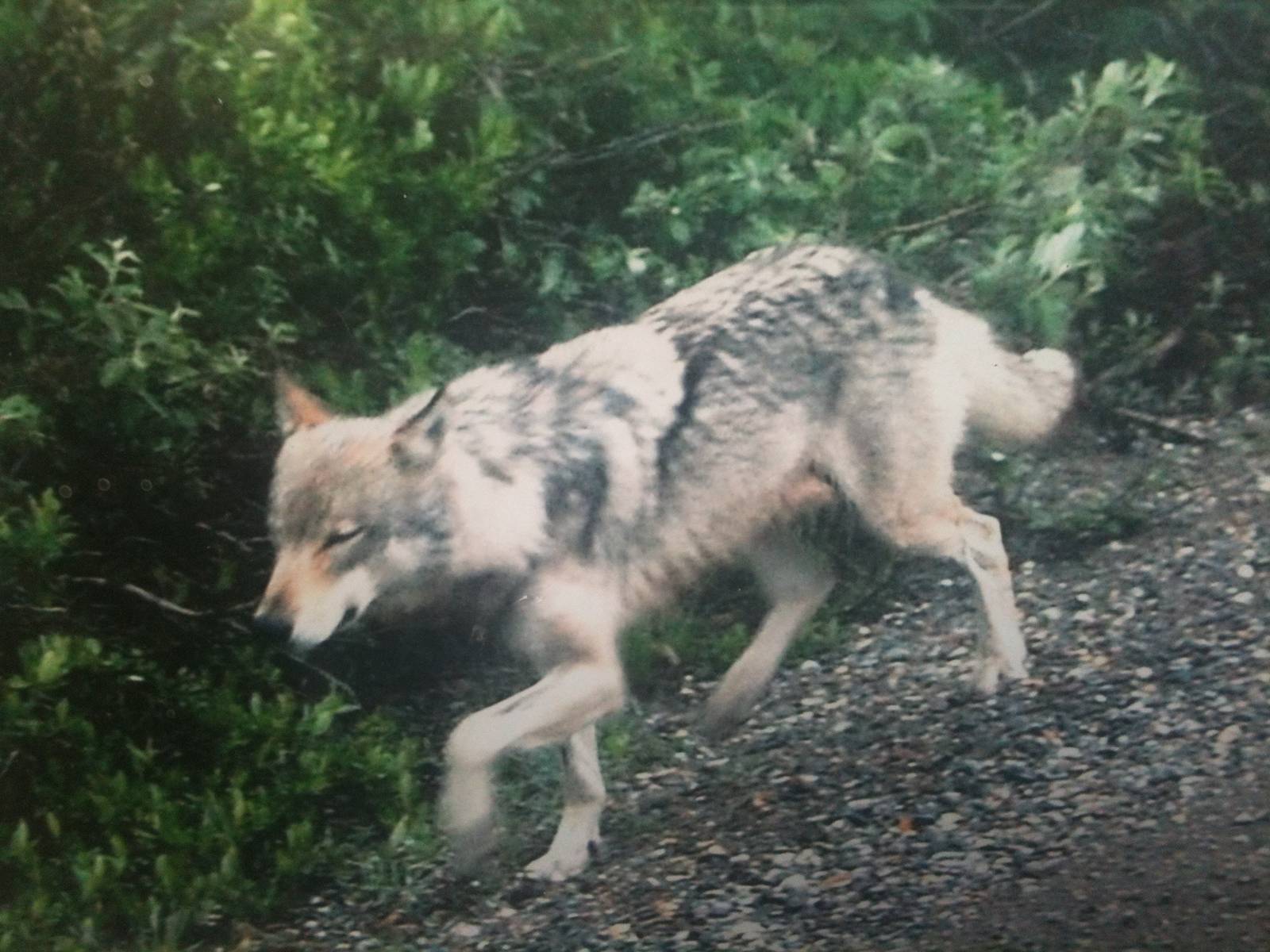 Grey Wolf - Alaska