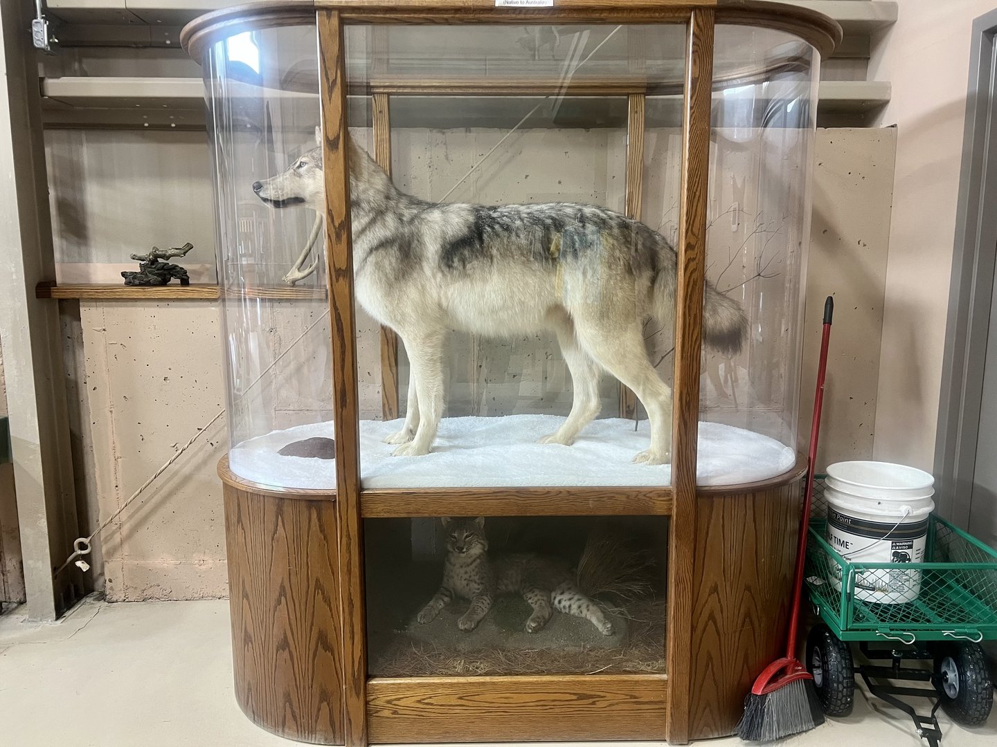 Grey Wolf and Bobcat