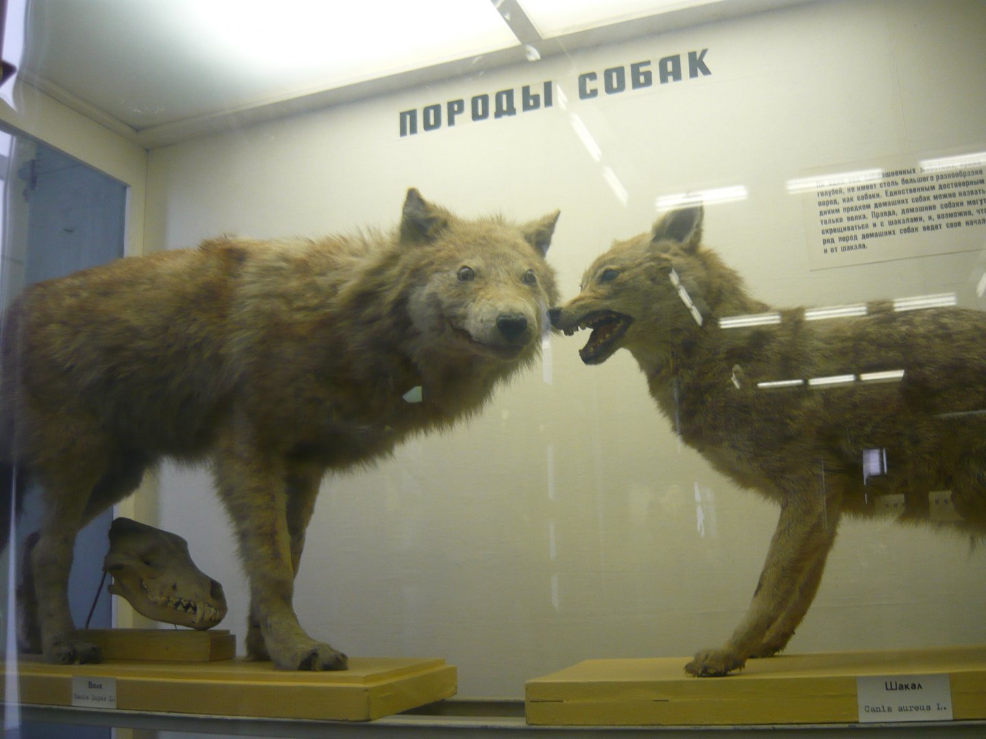 Grey wolf and Common jackal