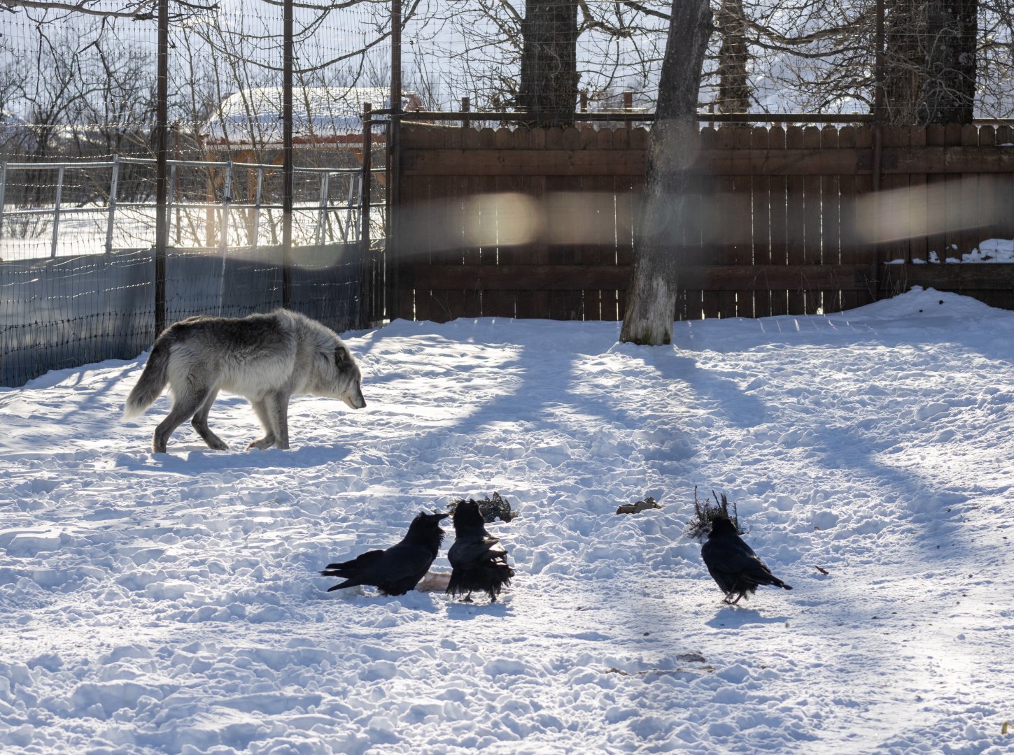Grey Wolf and Common Ravens