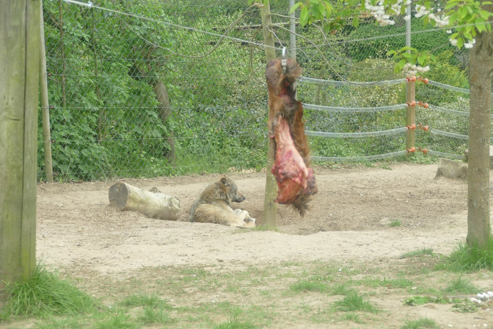 Grey wolf and lunch, April 2022