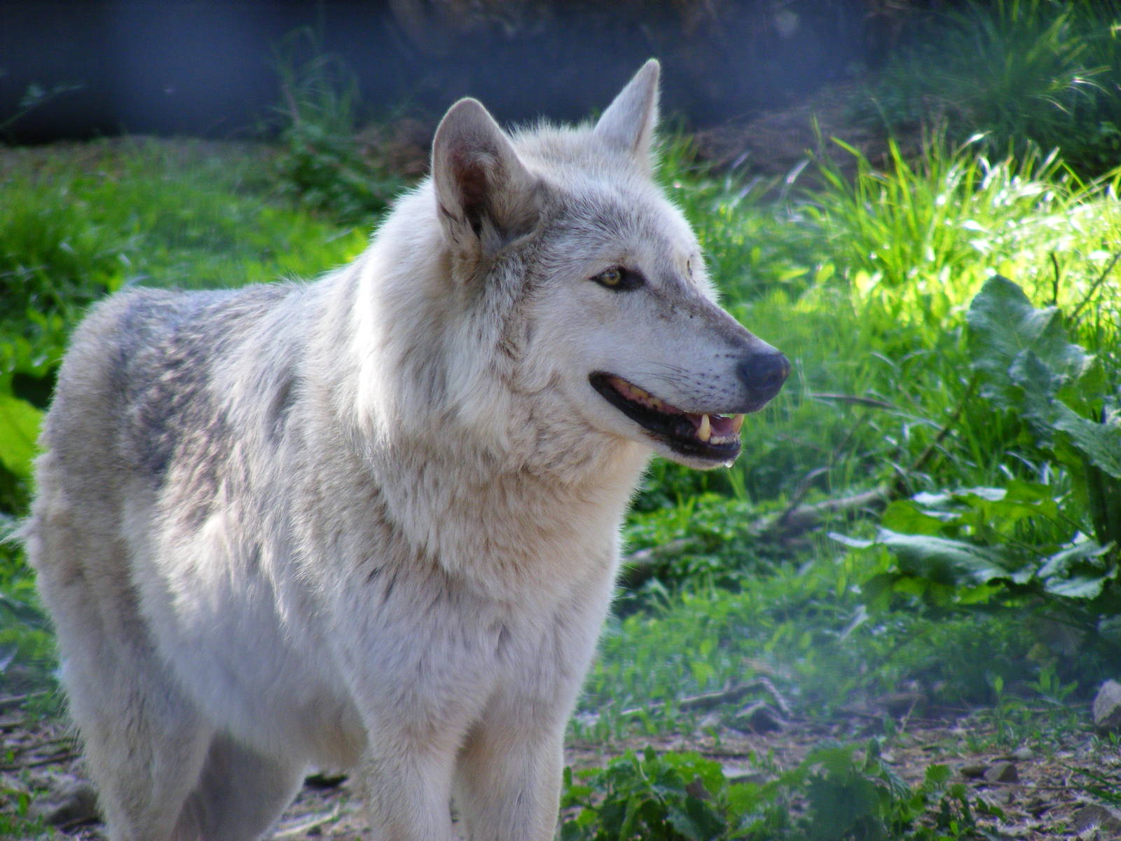 Grey wolf at Camperdown Wildlife Centre, 18 May 2010