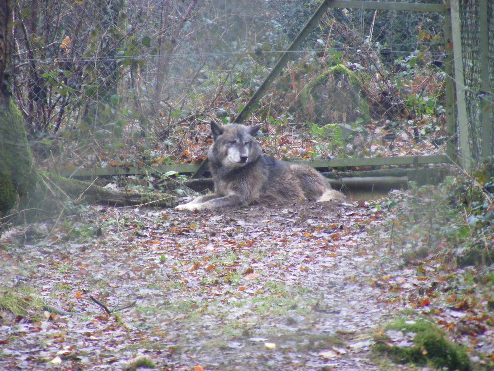 Grey wolf at Dartmoor Zoo, 30 December 2010