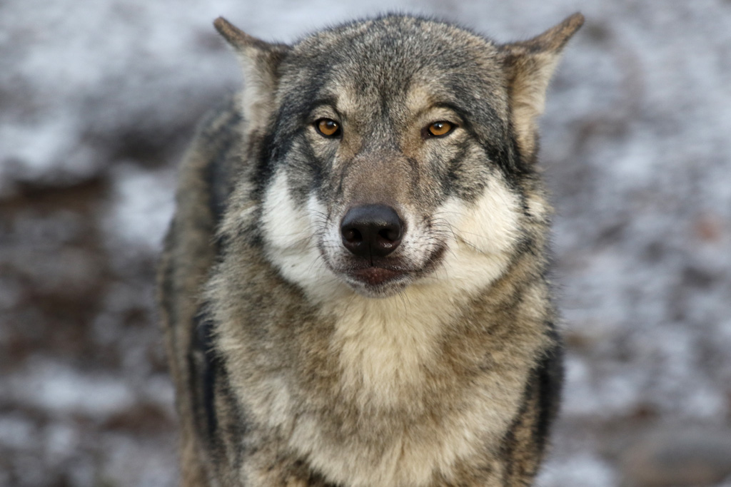 Grey Wolf at København Zoo 15/01/2017