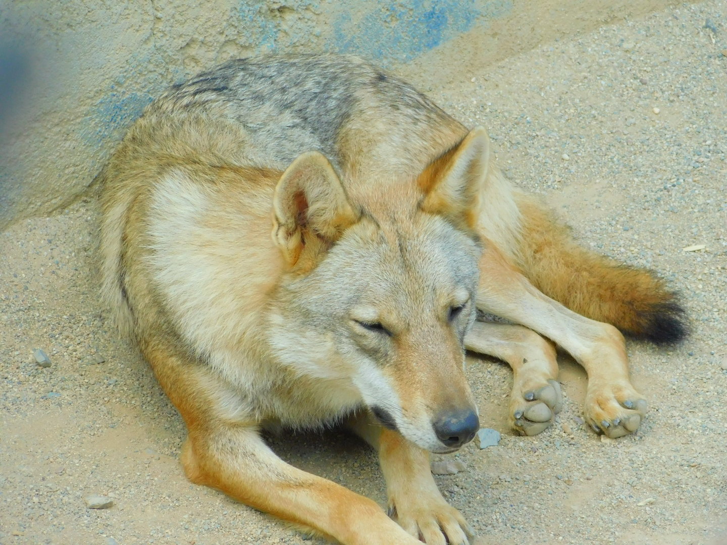 Grey Wolf at Park Of Istanbul