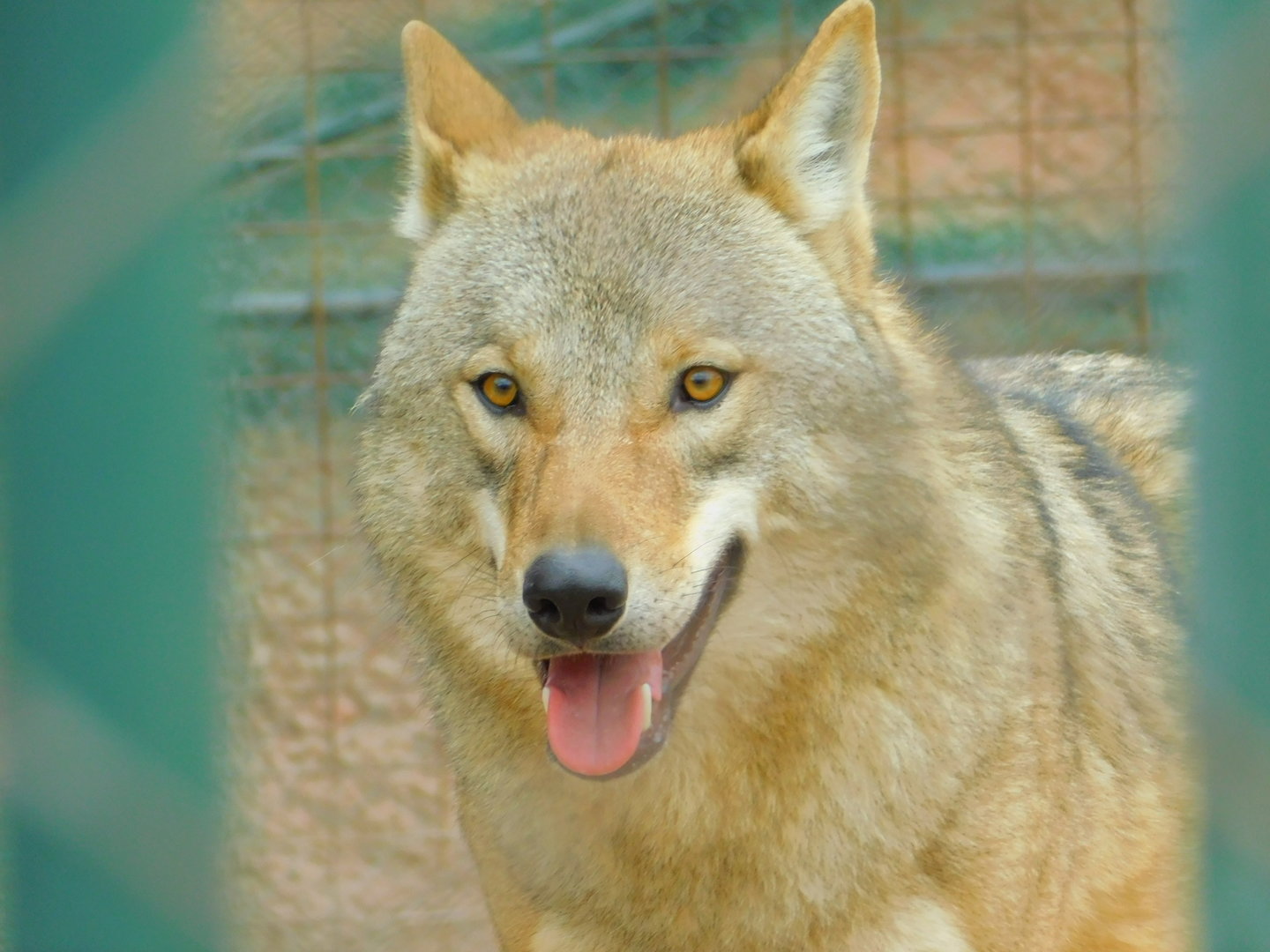 Grey Wolf at the Karatay Zoo