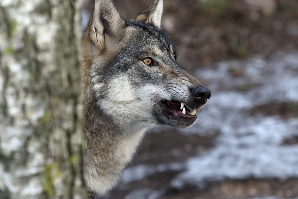 Grey Wolf at Zoo København 15/01/2017
