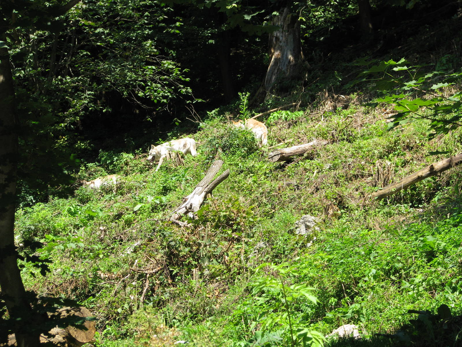 Grey wolf - August 2011