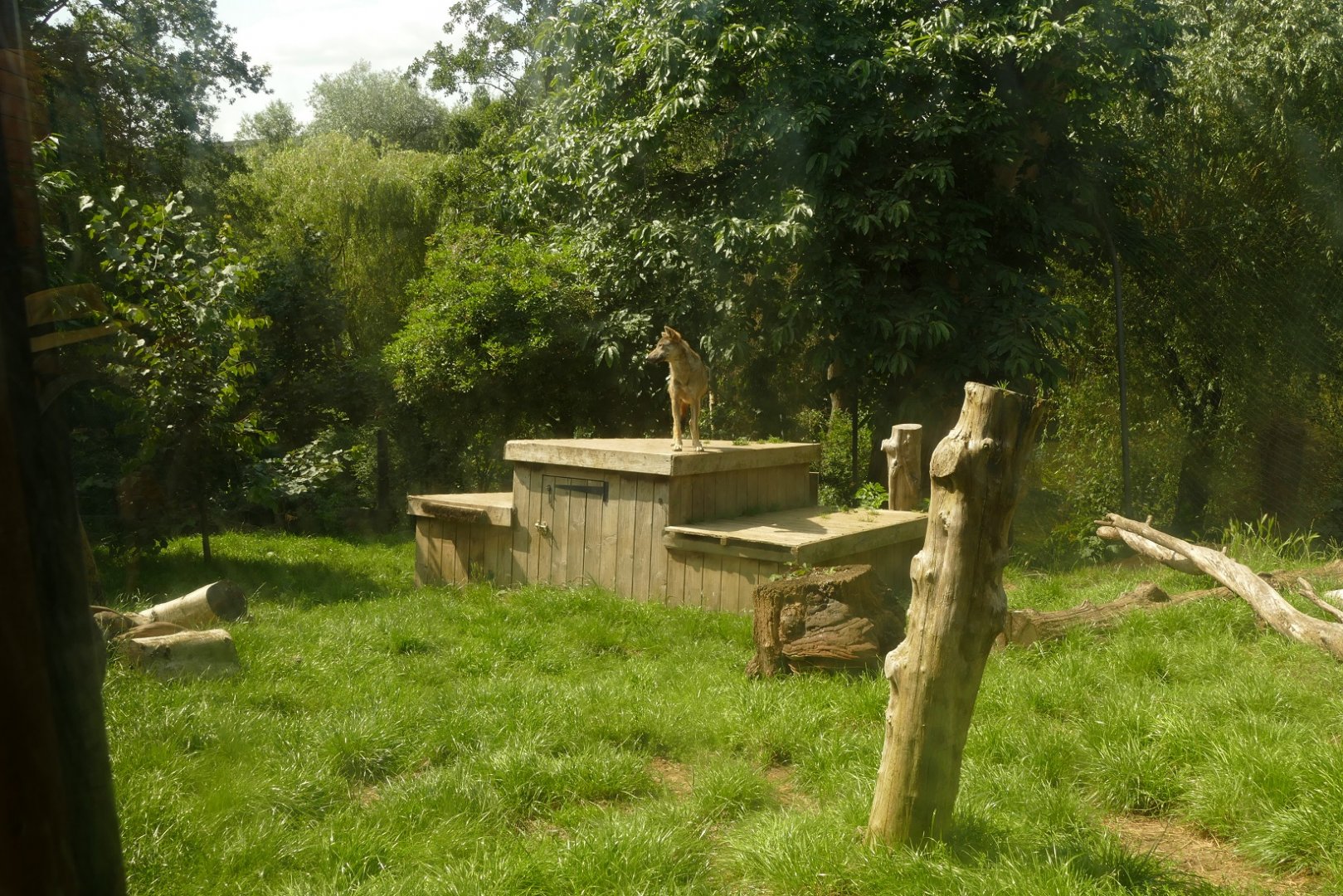 Grey Wolf, August 2021