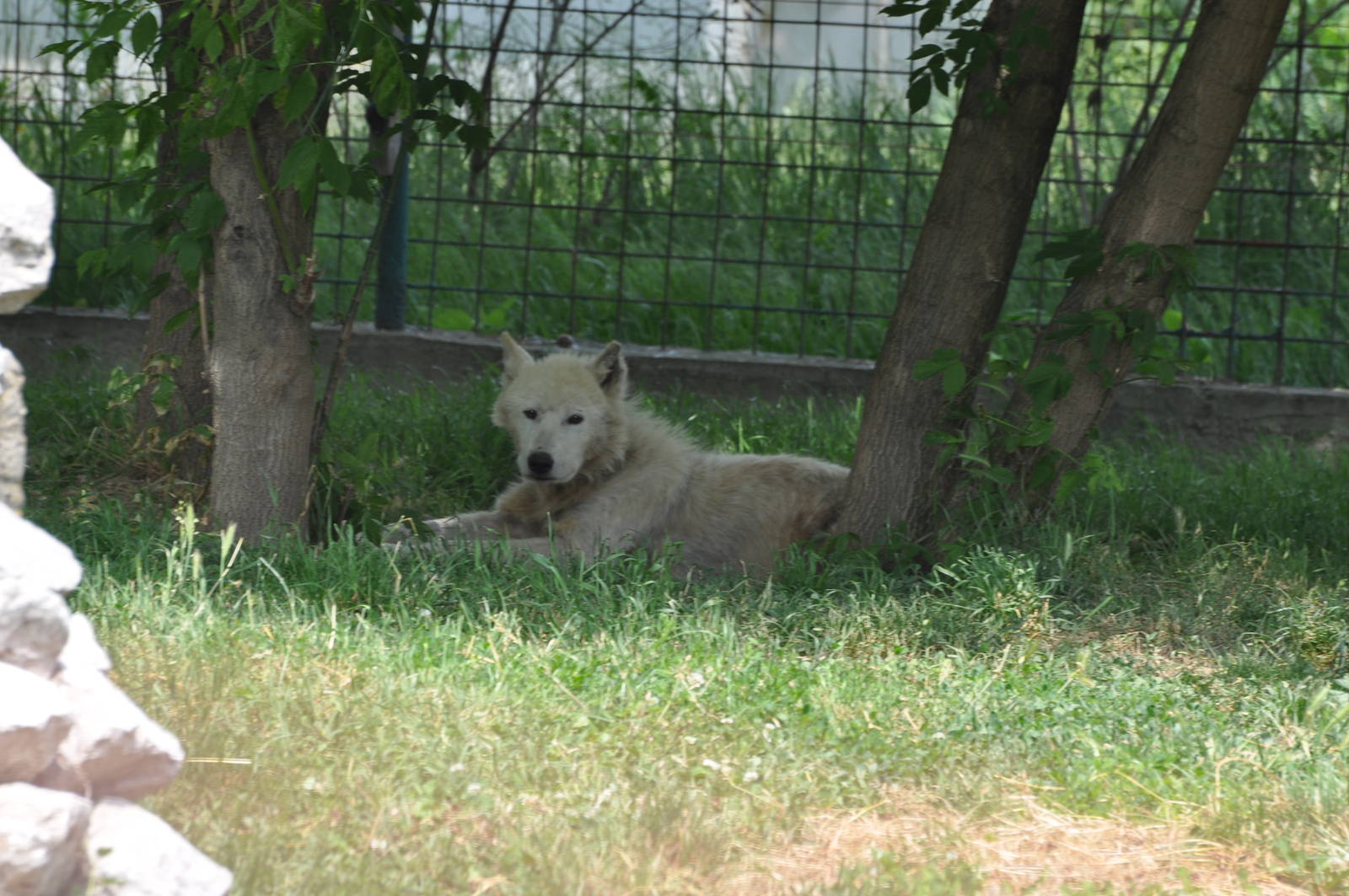 Grey wolf/ Canis lupus arctos