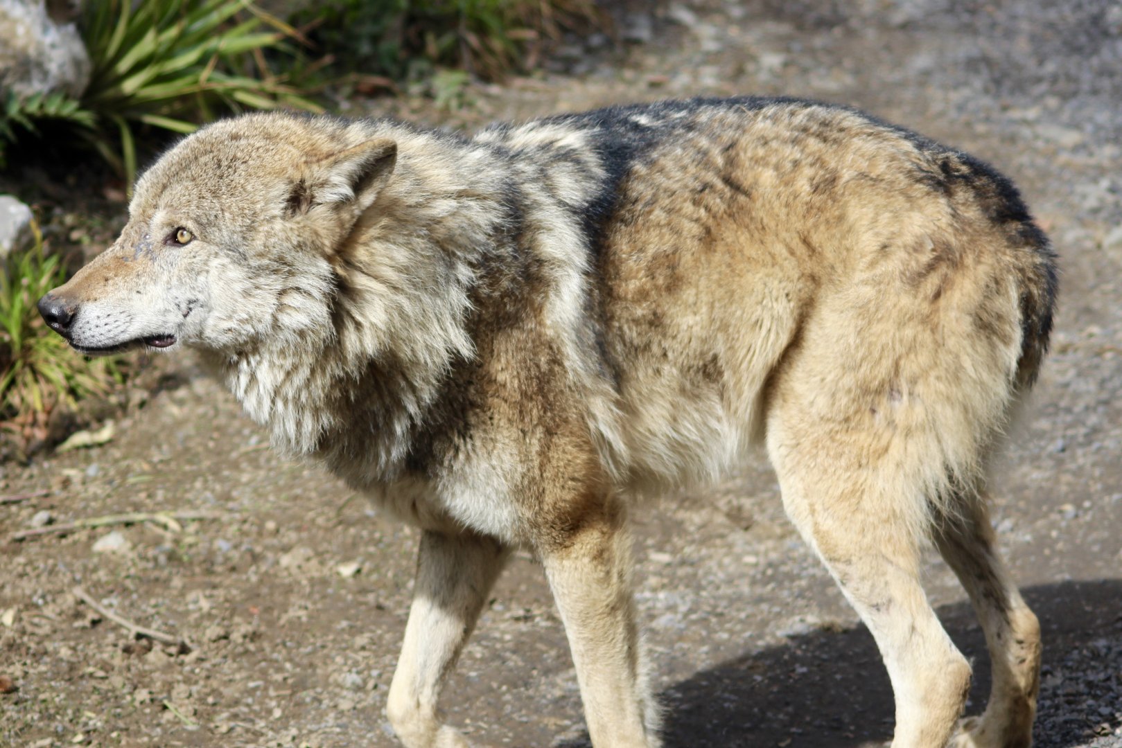 Grey wolf (Canis lupus) at Dublin Zoo - 16/04/2022