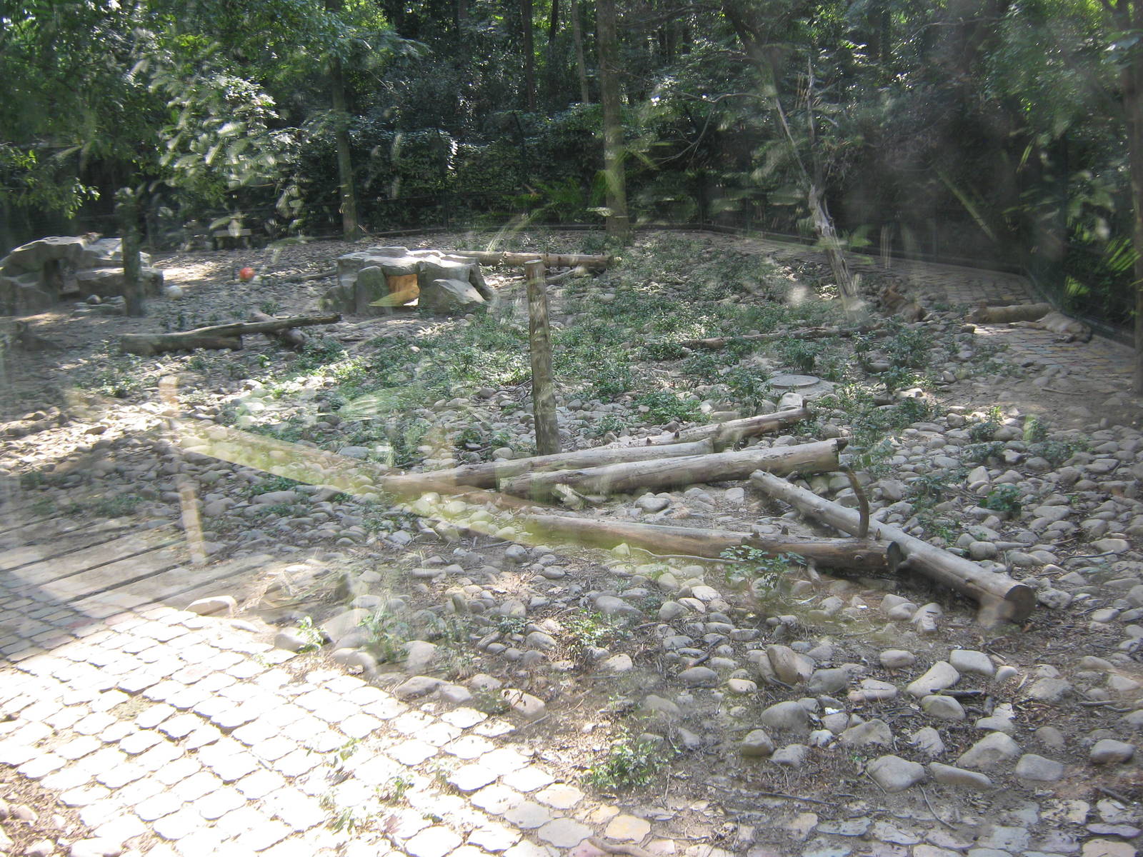 grey wolf (Canis lupus) enclosure