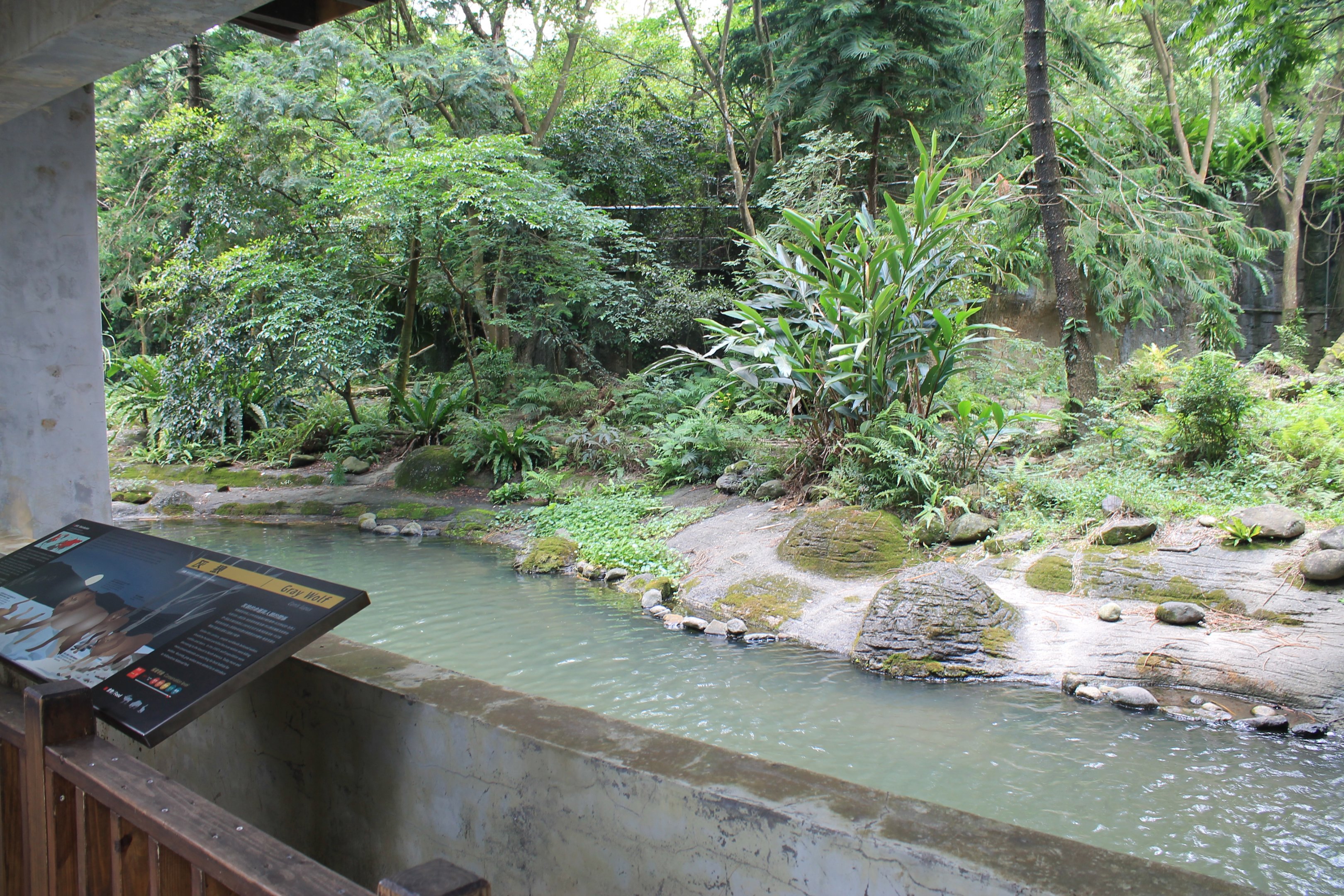 Grey Wolf (Canis lupus)  enclosure