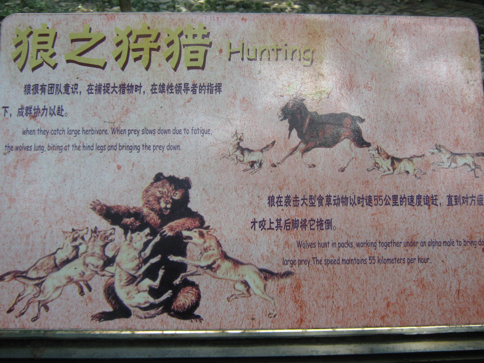 grey wolf (Canis lupus) signage