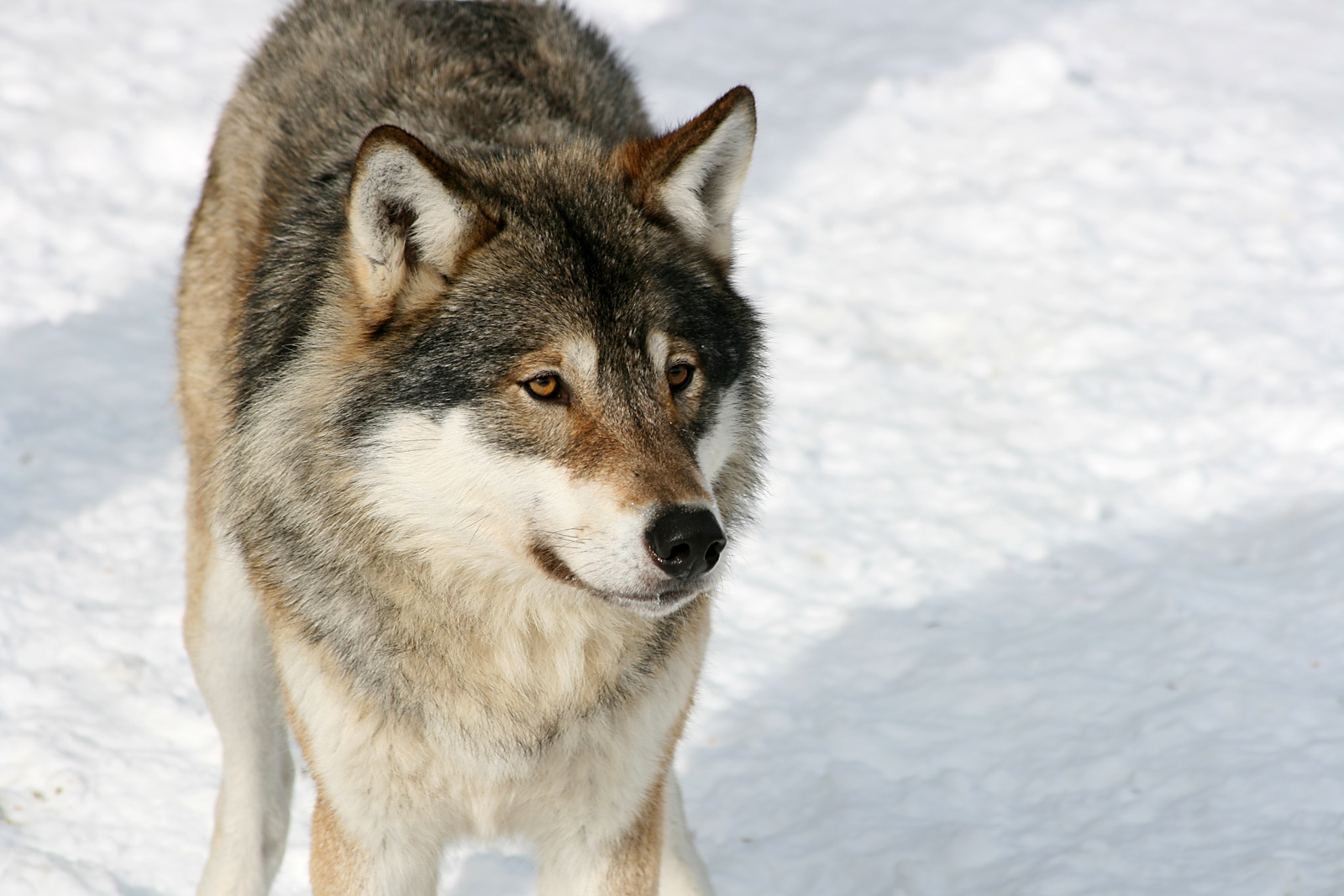 Grey wolf (Canis lupus)