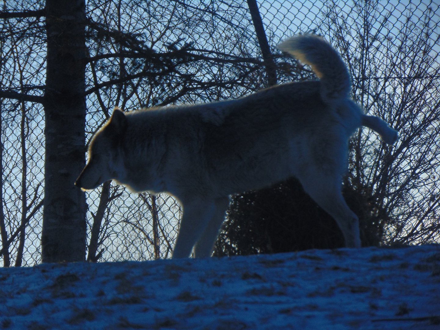 Grey Wolf (Canis lupus)