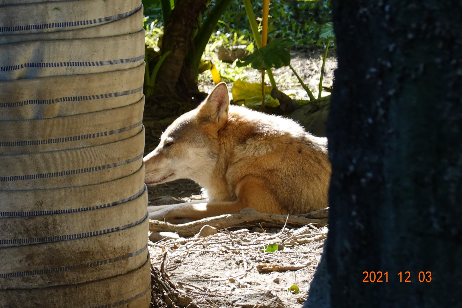 Grey Wolf (Canis lupus)