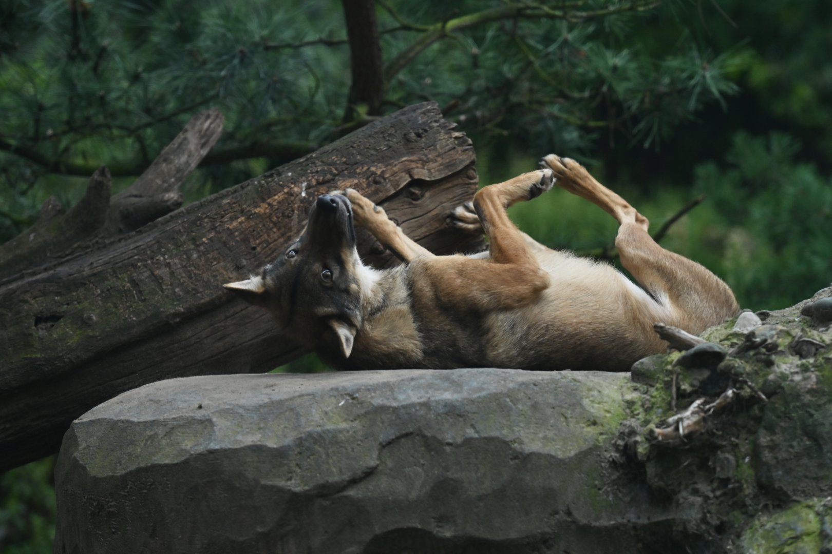 Grey wolf (Canis lupus)