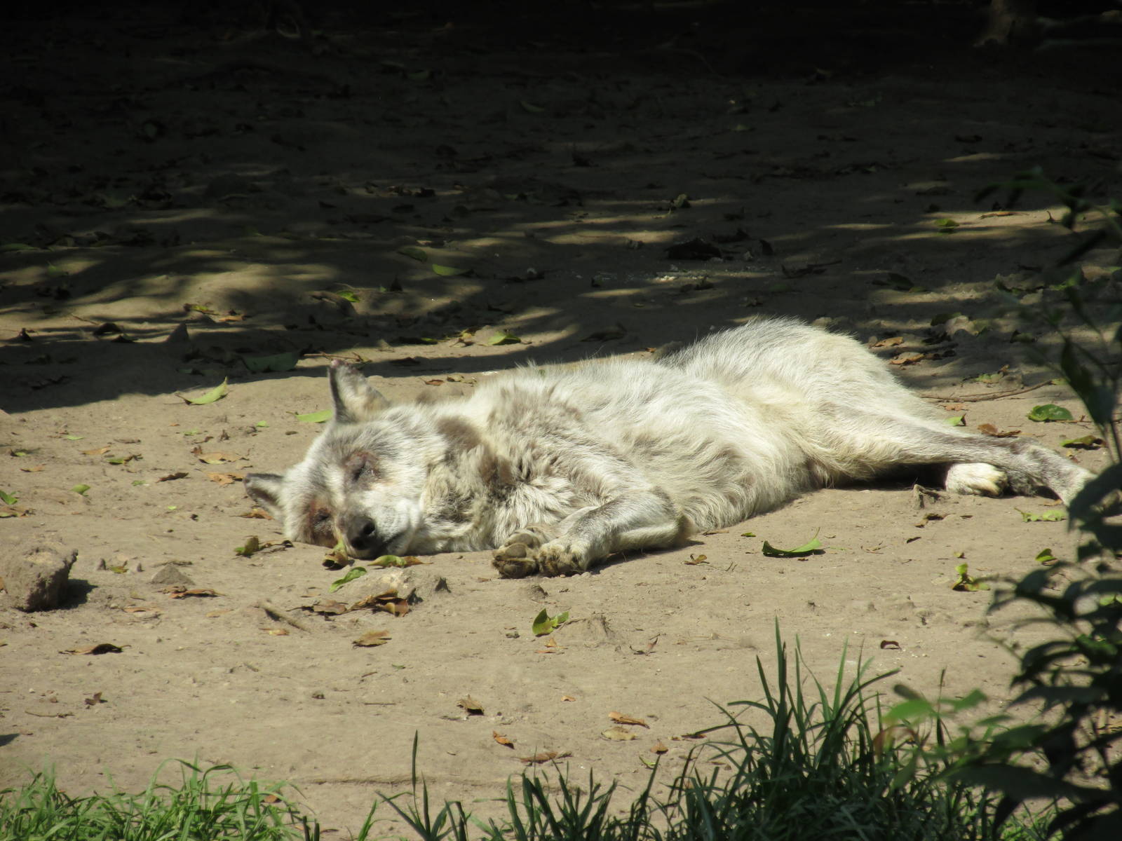 grey wolf chapultepec zoo
