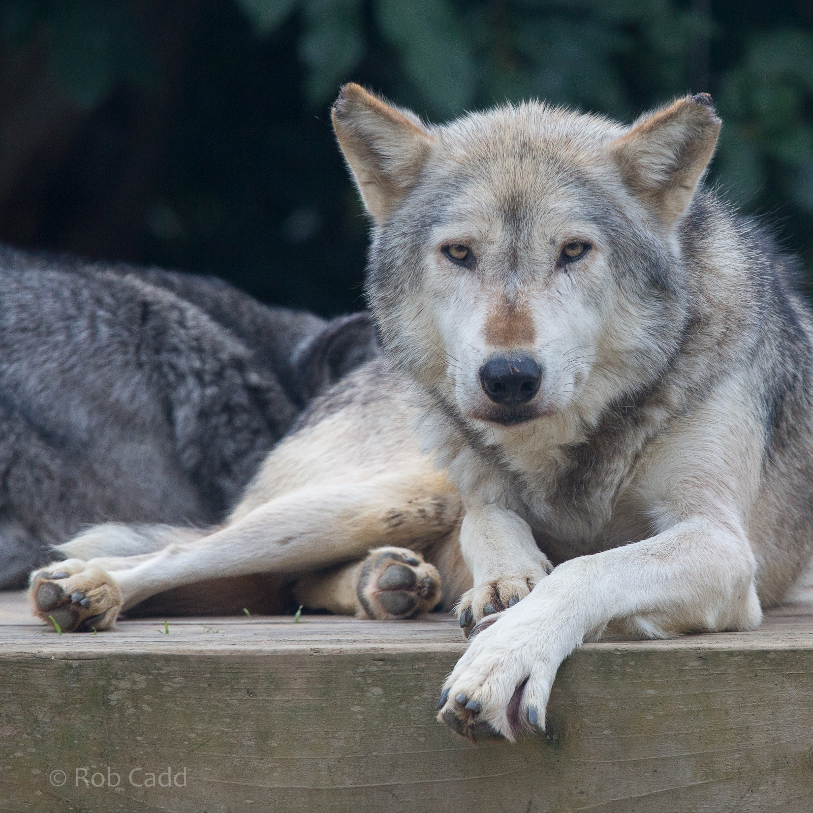 Grey wolf : Colchester : 22 Aug 2014