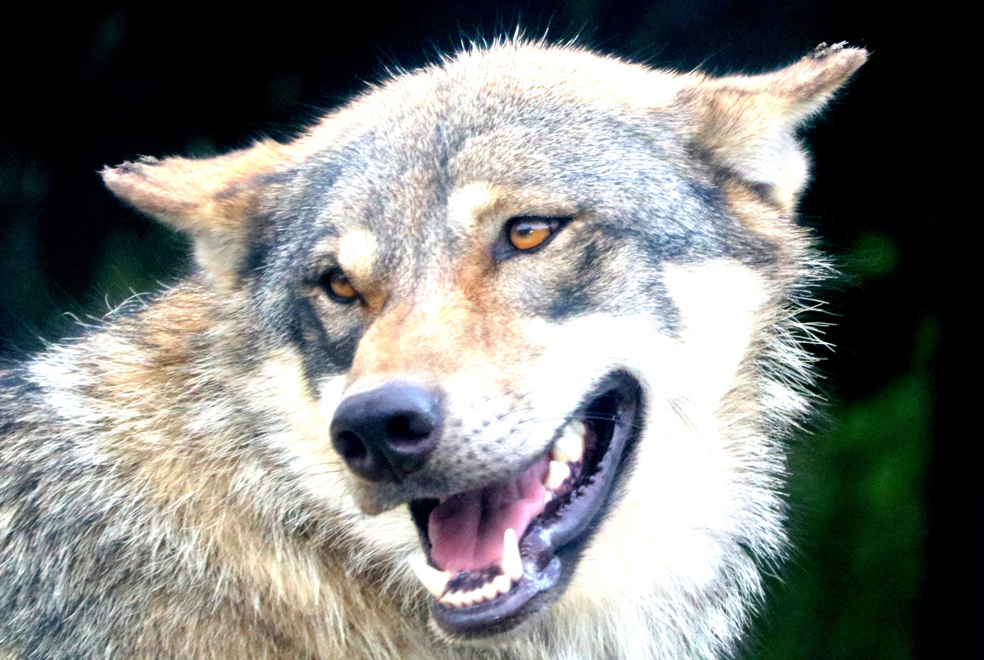 Grey wolf; Colchester; 29th July 2019