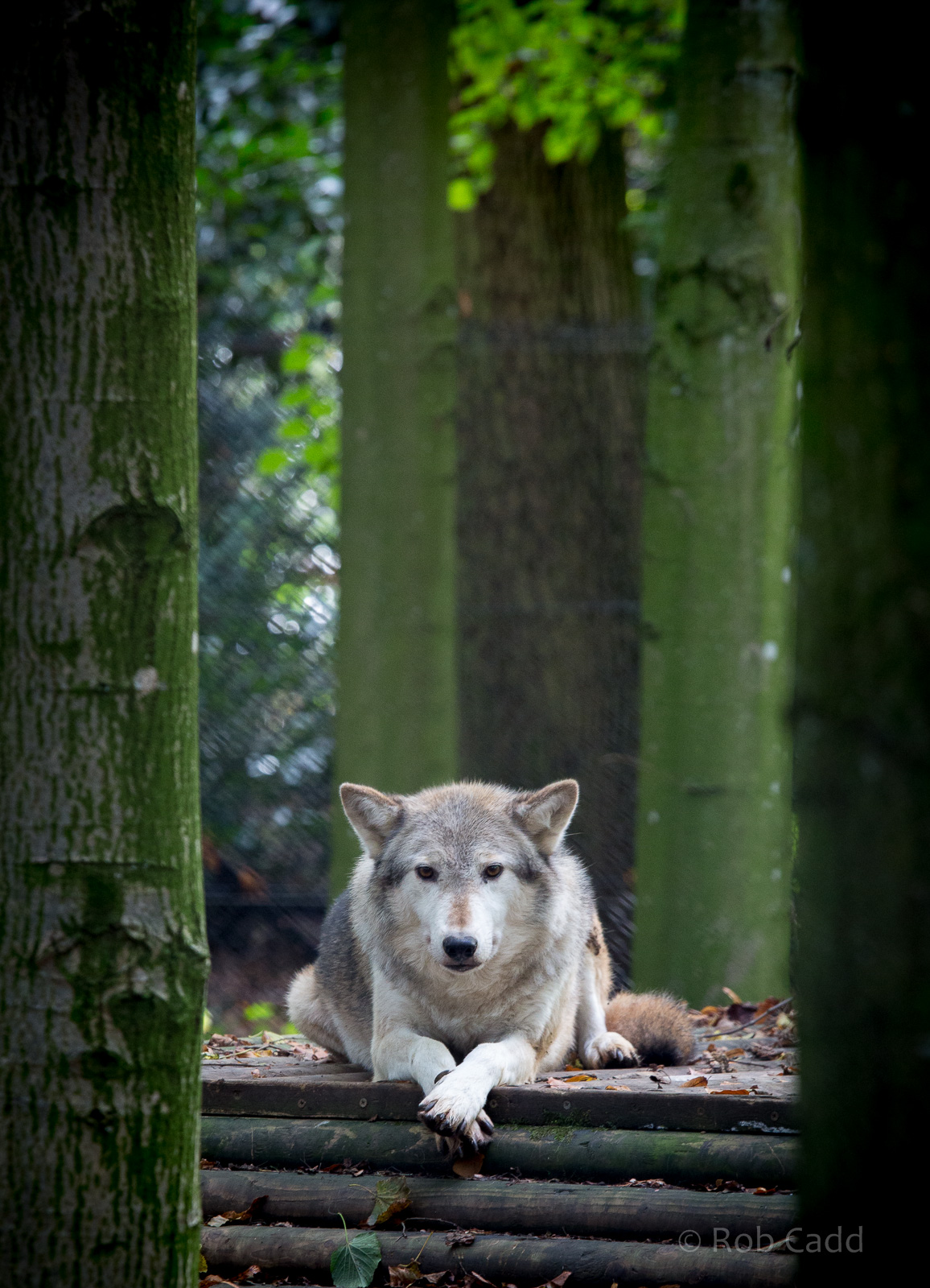 Grey wolf : Cotswold WP : 25 Oct 2014