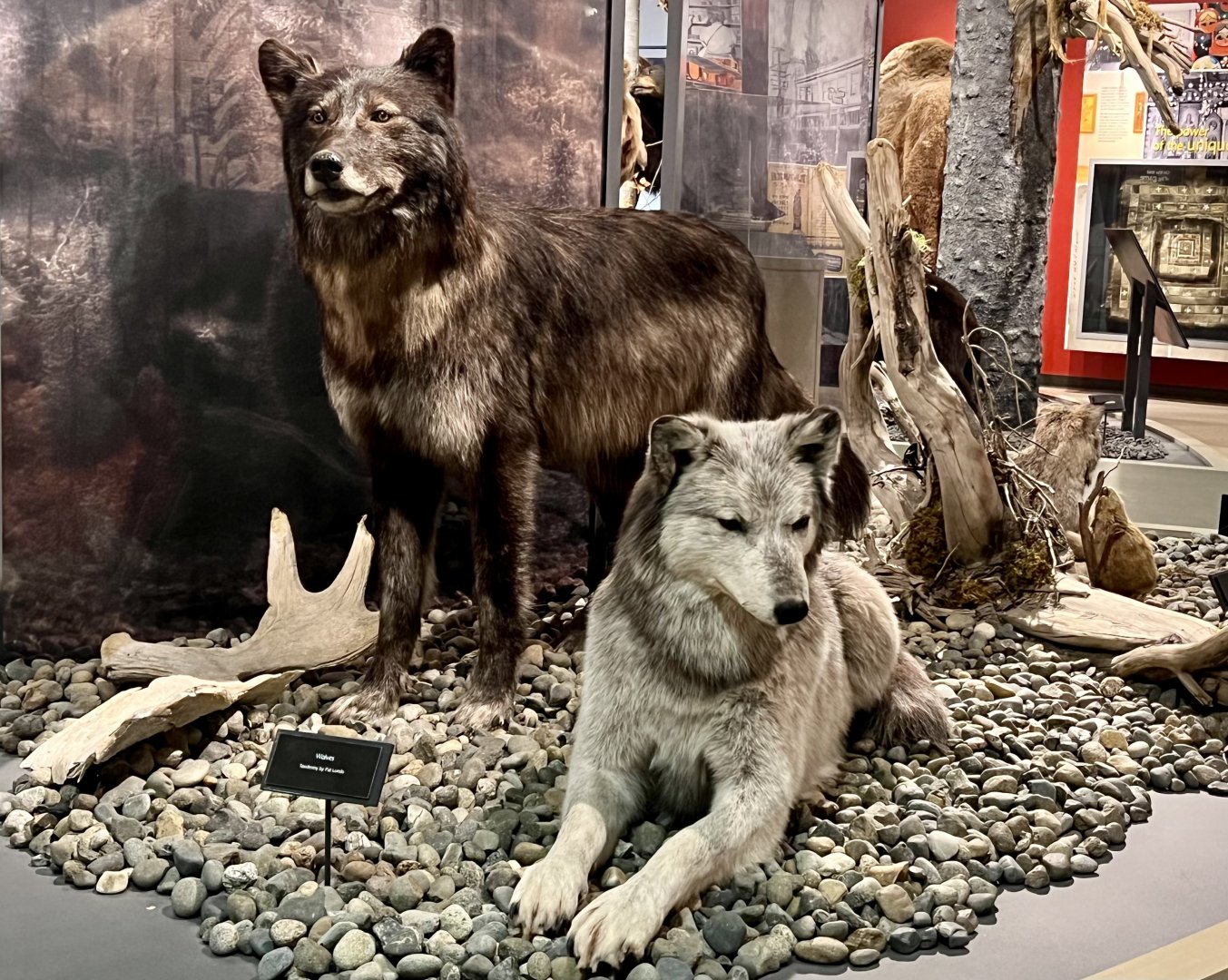 Grey Wolf display