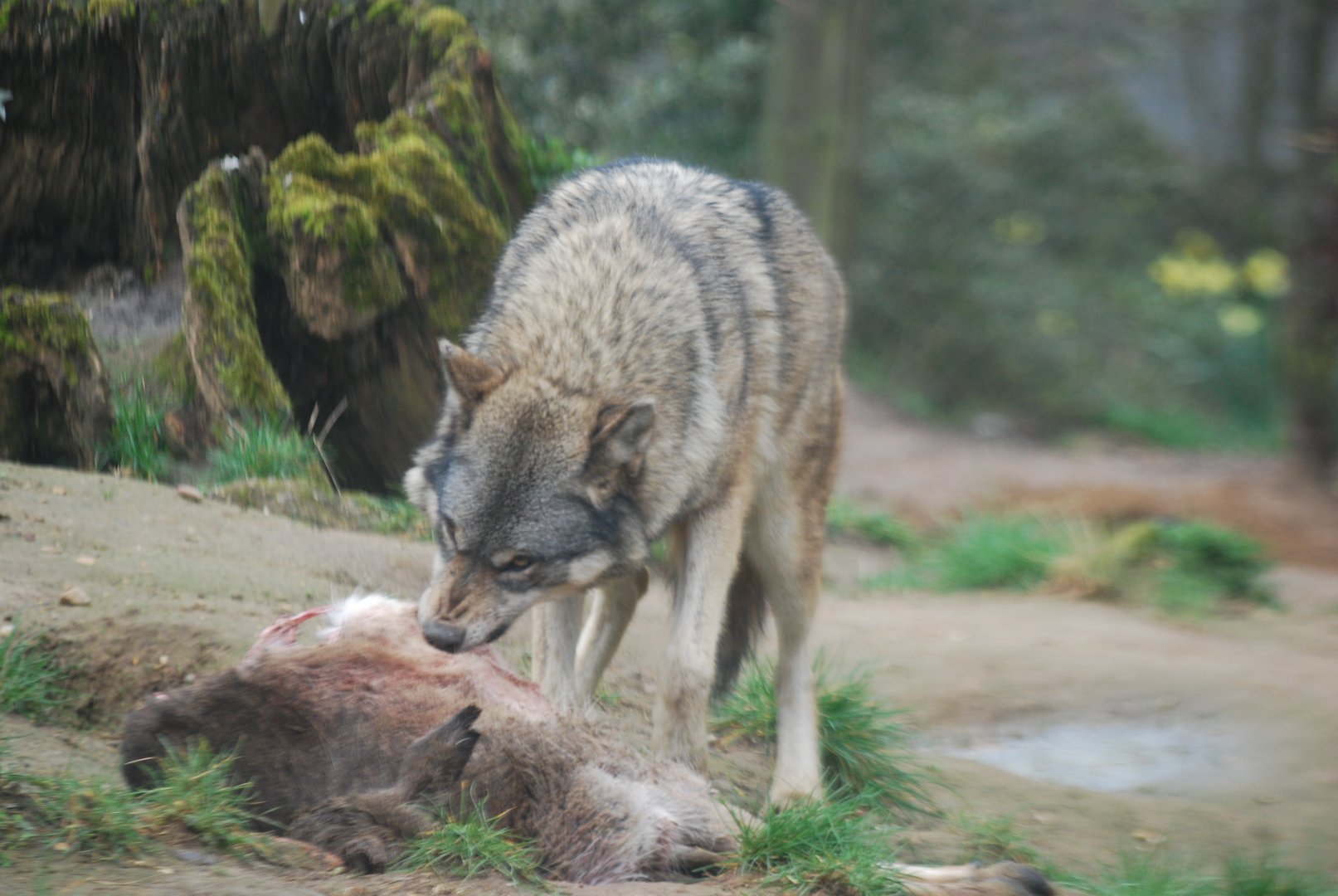 Grey wolf eating fallow deer carcass