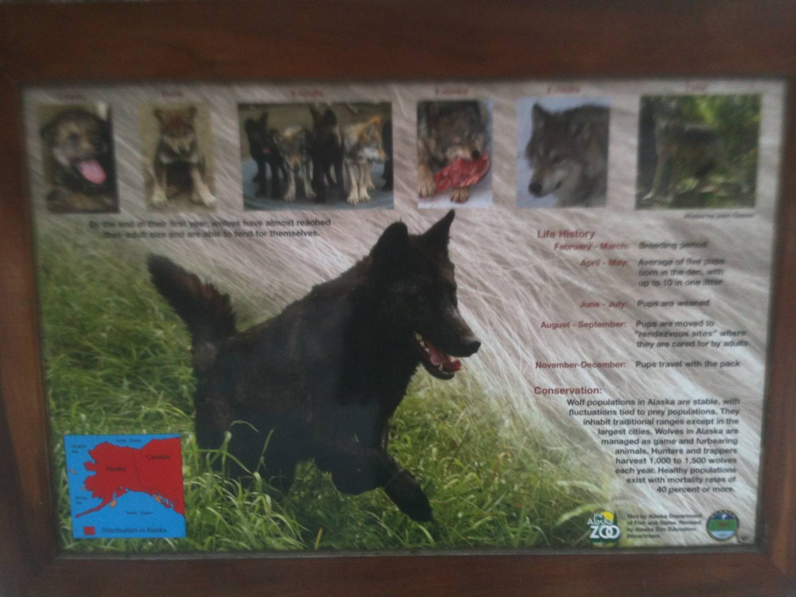 Grey Wolf Educational Sign